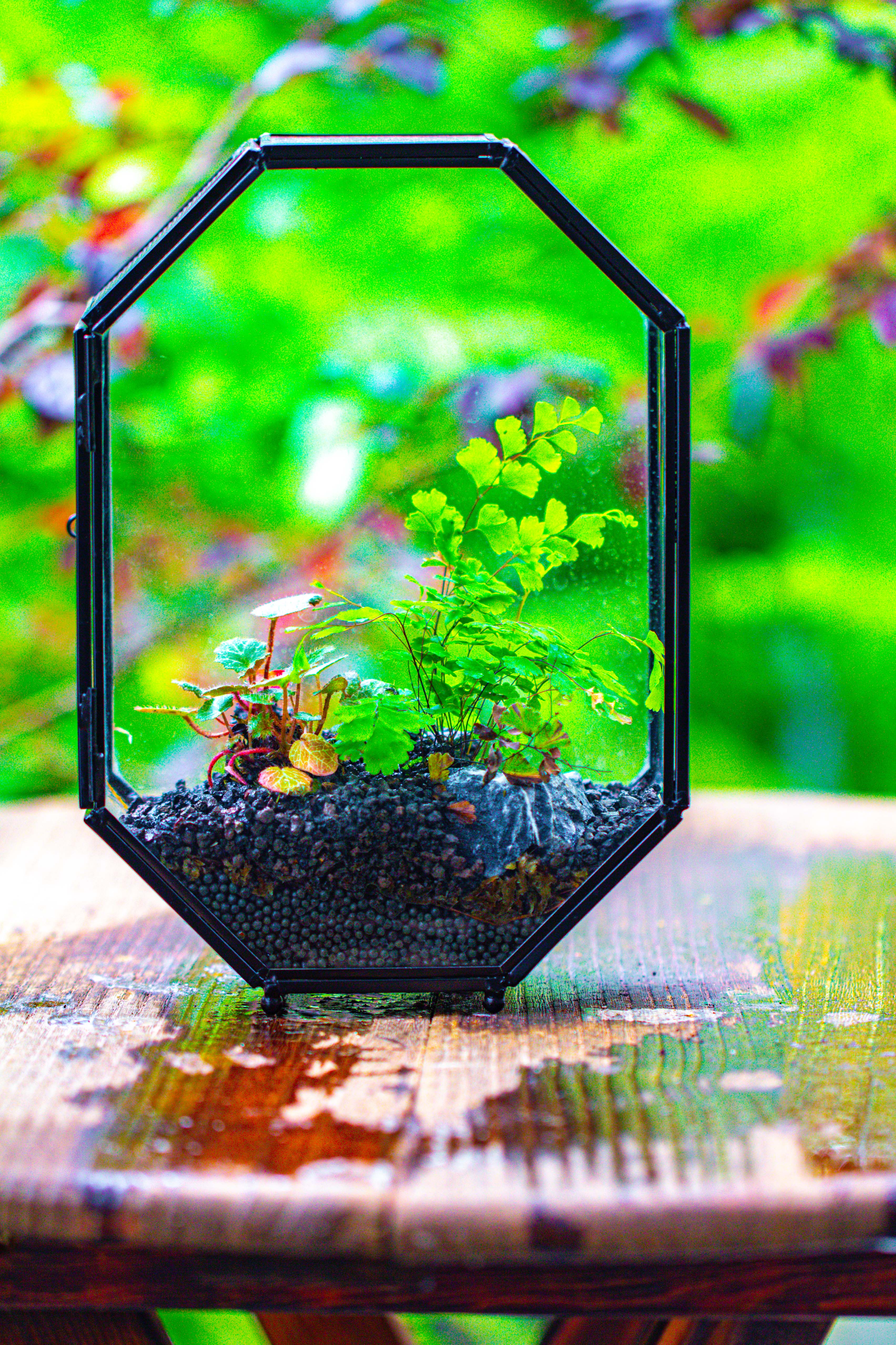 NCYP Octagon 6x8 inches Geometric Terrarium with vents for small insects - NCYPgarden