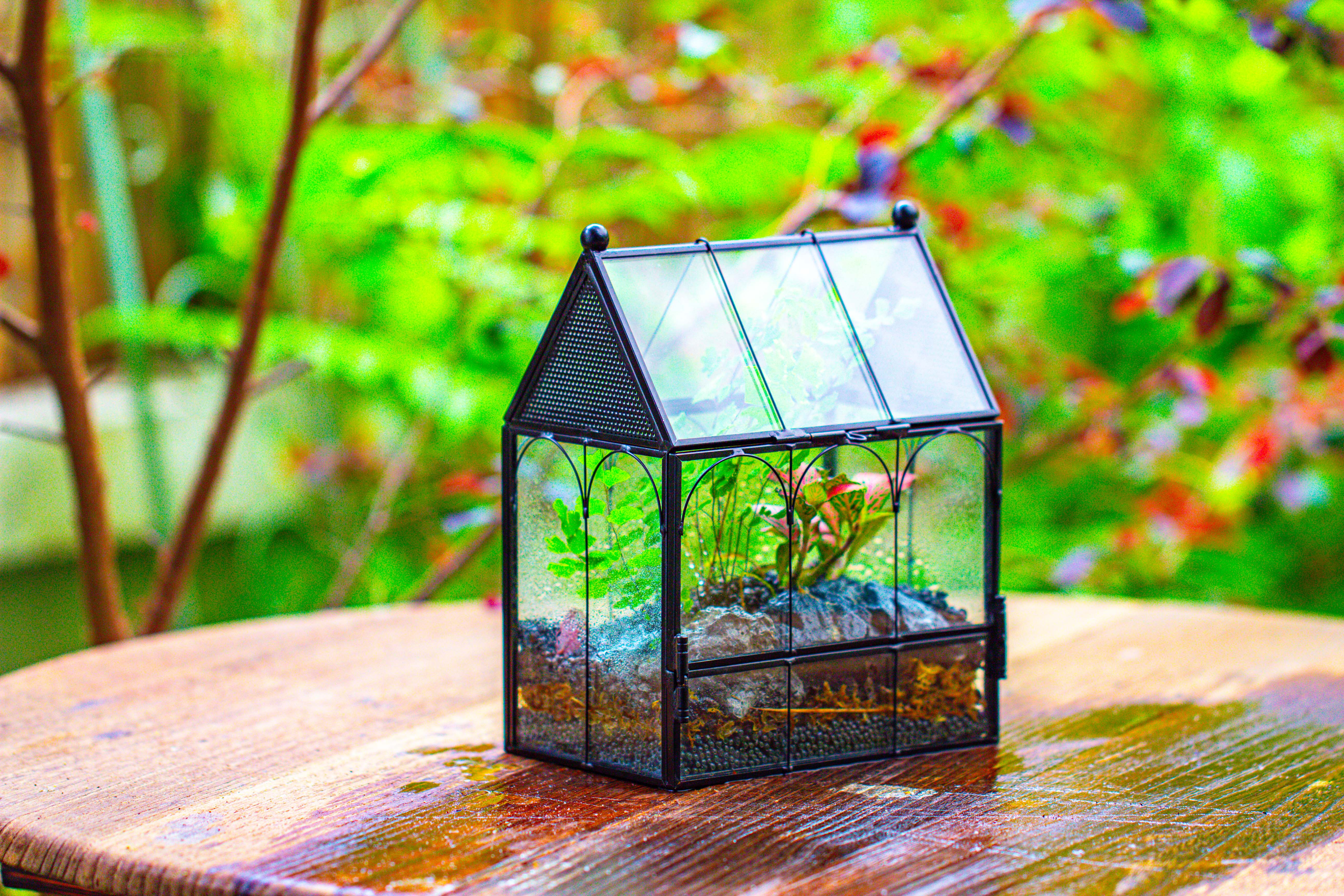 Vintage Mini House Shape Glass Geometric Terrarium for Jumping spider - NCYPgarden