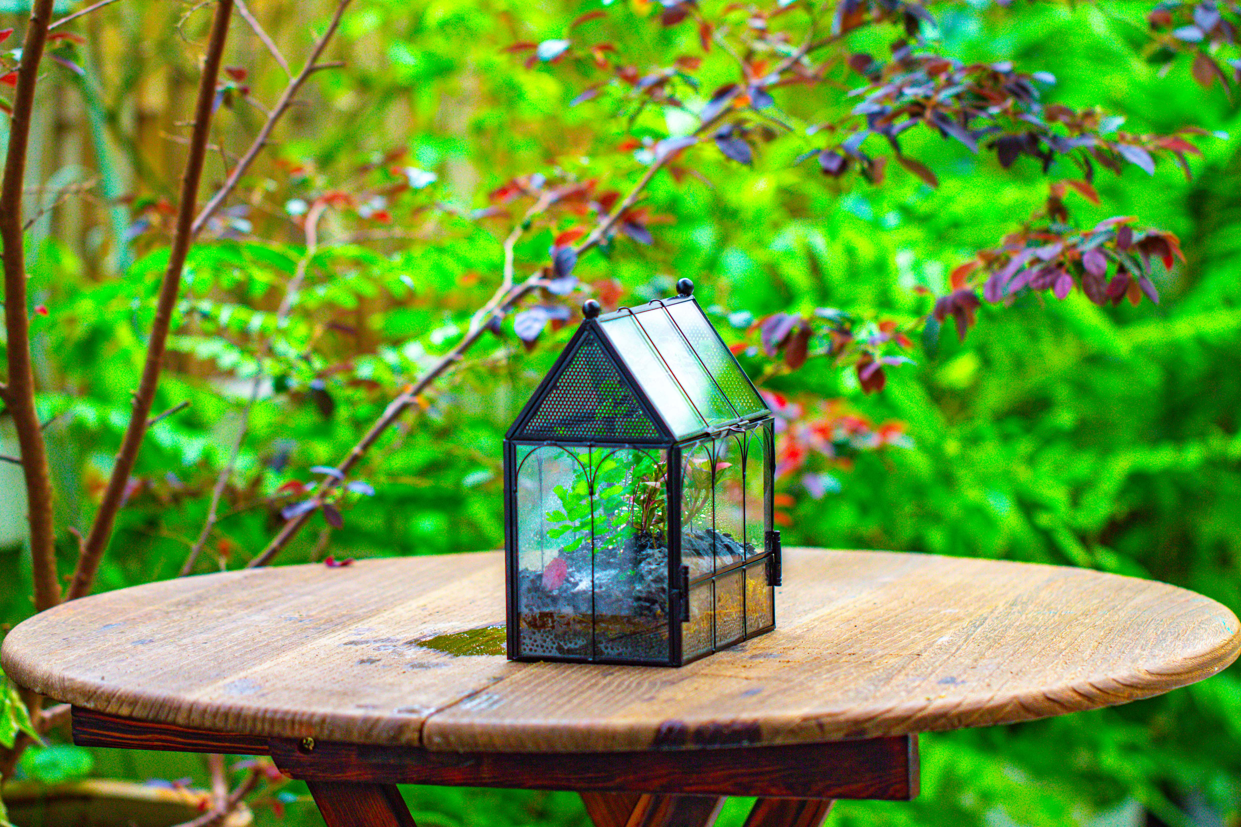 Vintage Mini House Shape Glass Geometric Terrarium for Jumping spider - NCYPgarden