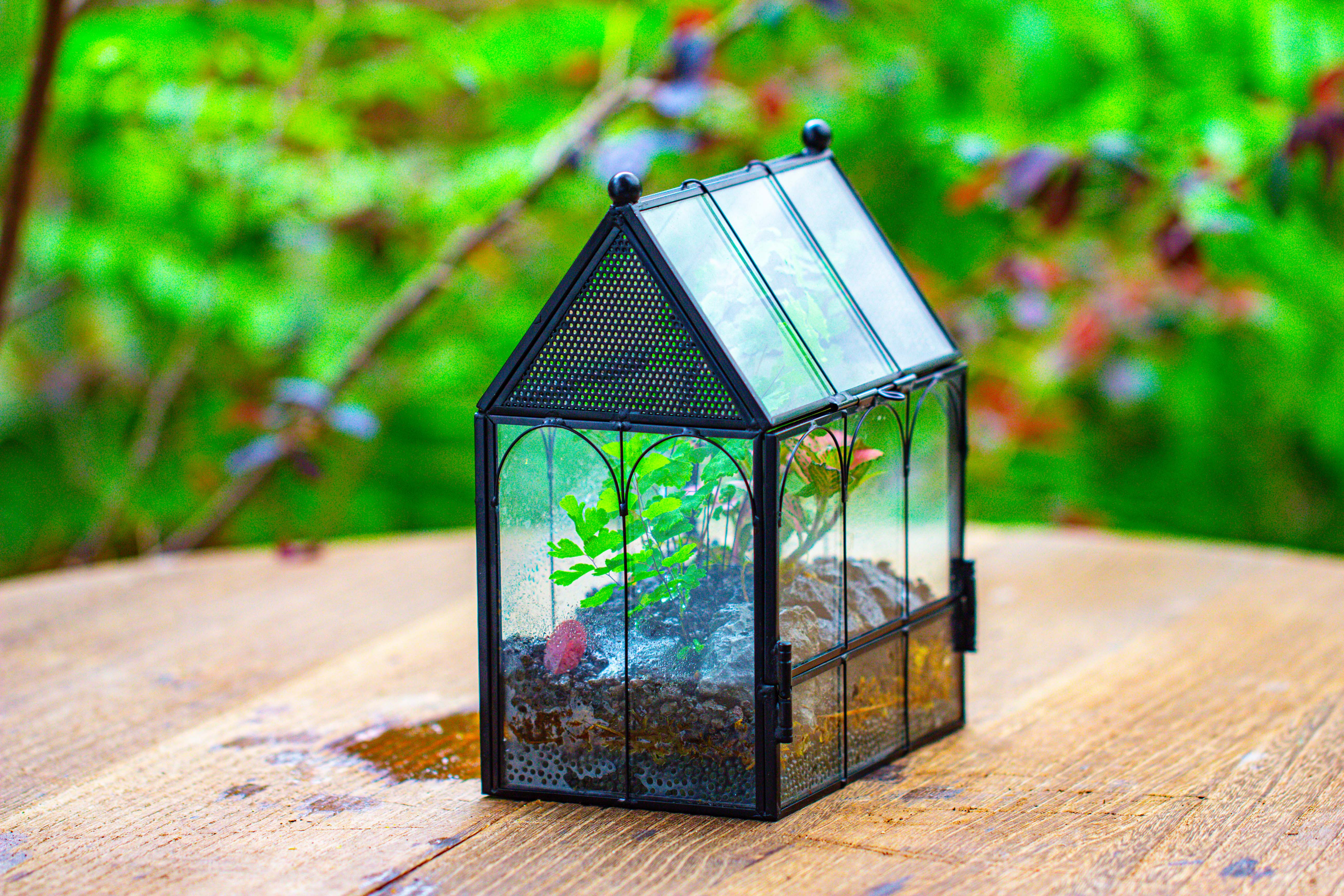 Vintage Mini House Shape Glass Geometric Terrarium for Jumping spider - NCYPgarden