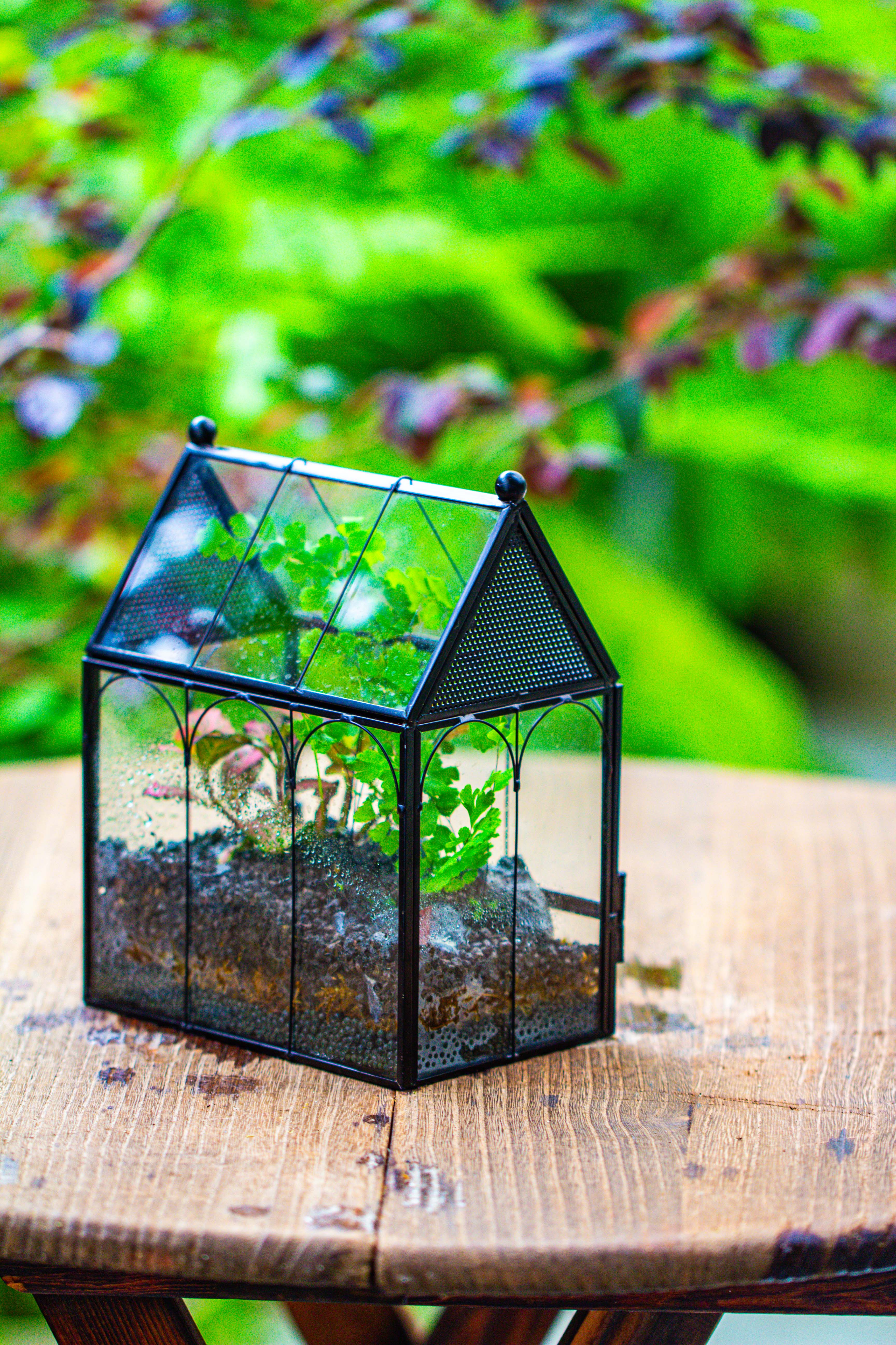 Vintage Mini House Shape Glass Geometric Terrarium for Jumping spider - NCYPgarden