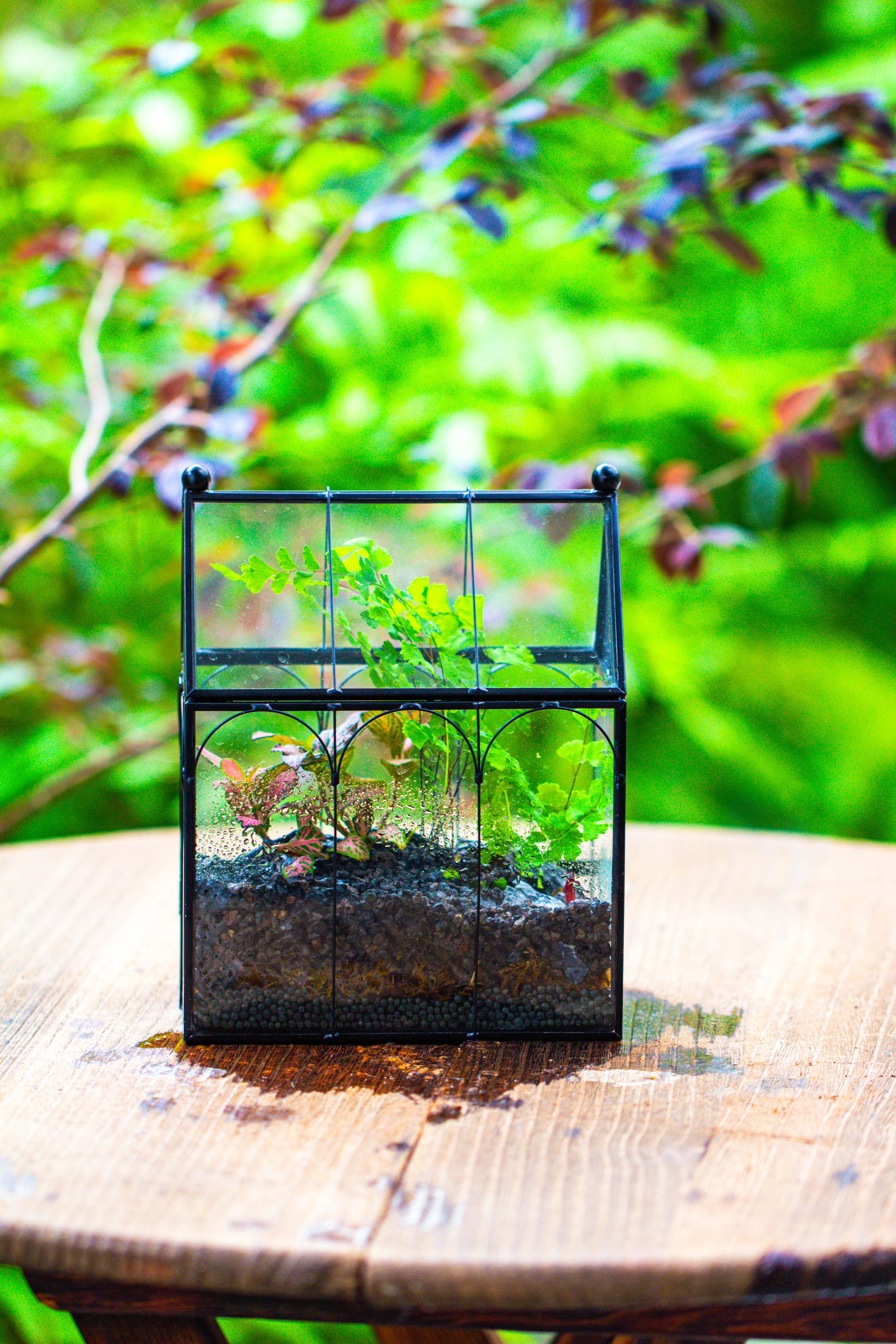 Vintage Mini House Shape Glass Geometric Terrarium for Jumping spider - NCYPgarden