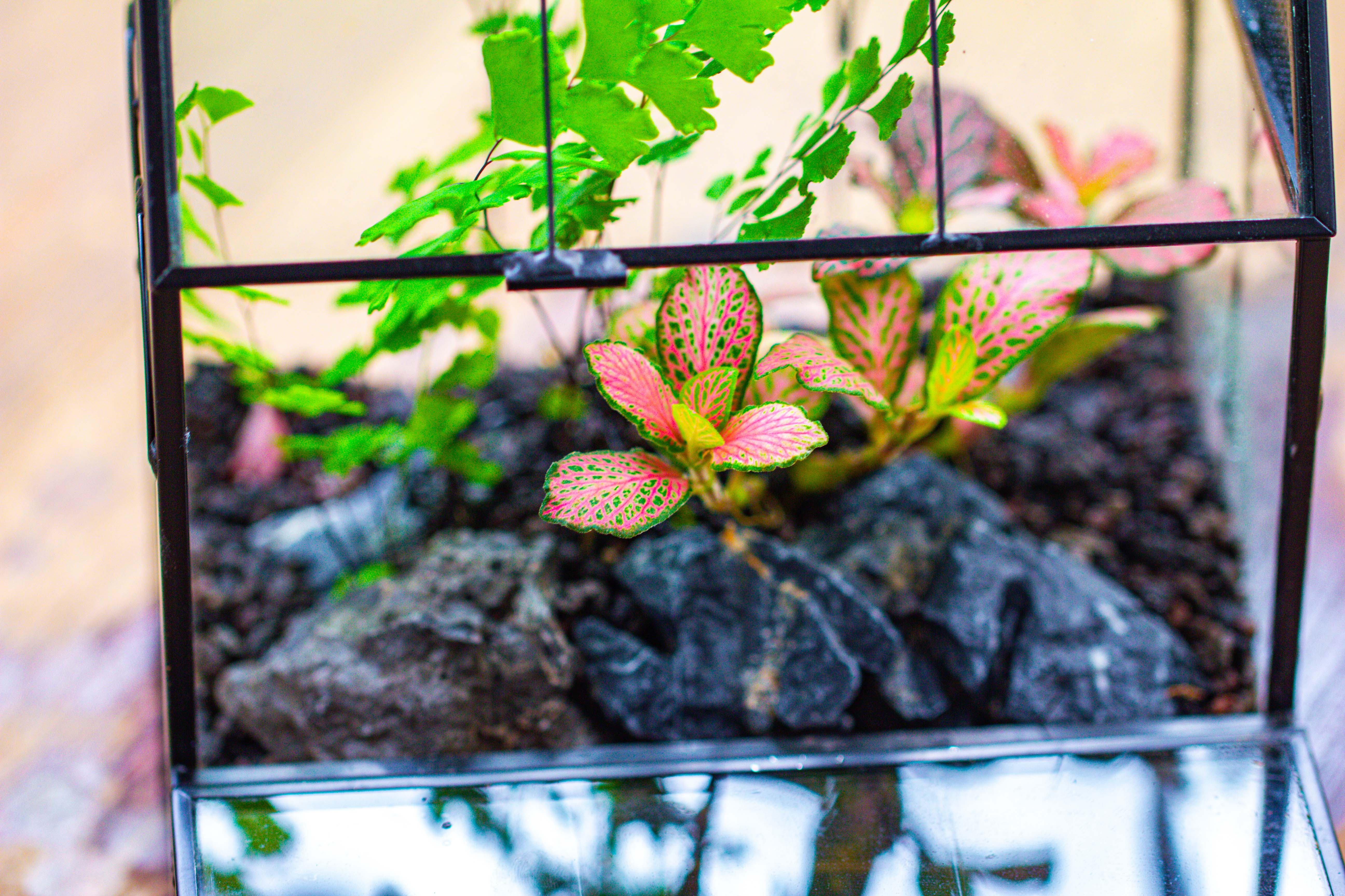 Vintage Mini House Shape Glass Geometric Terrarium for Jumping spider - NCYPgarden