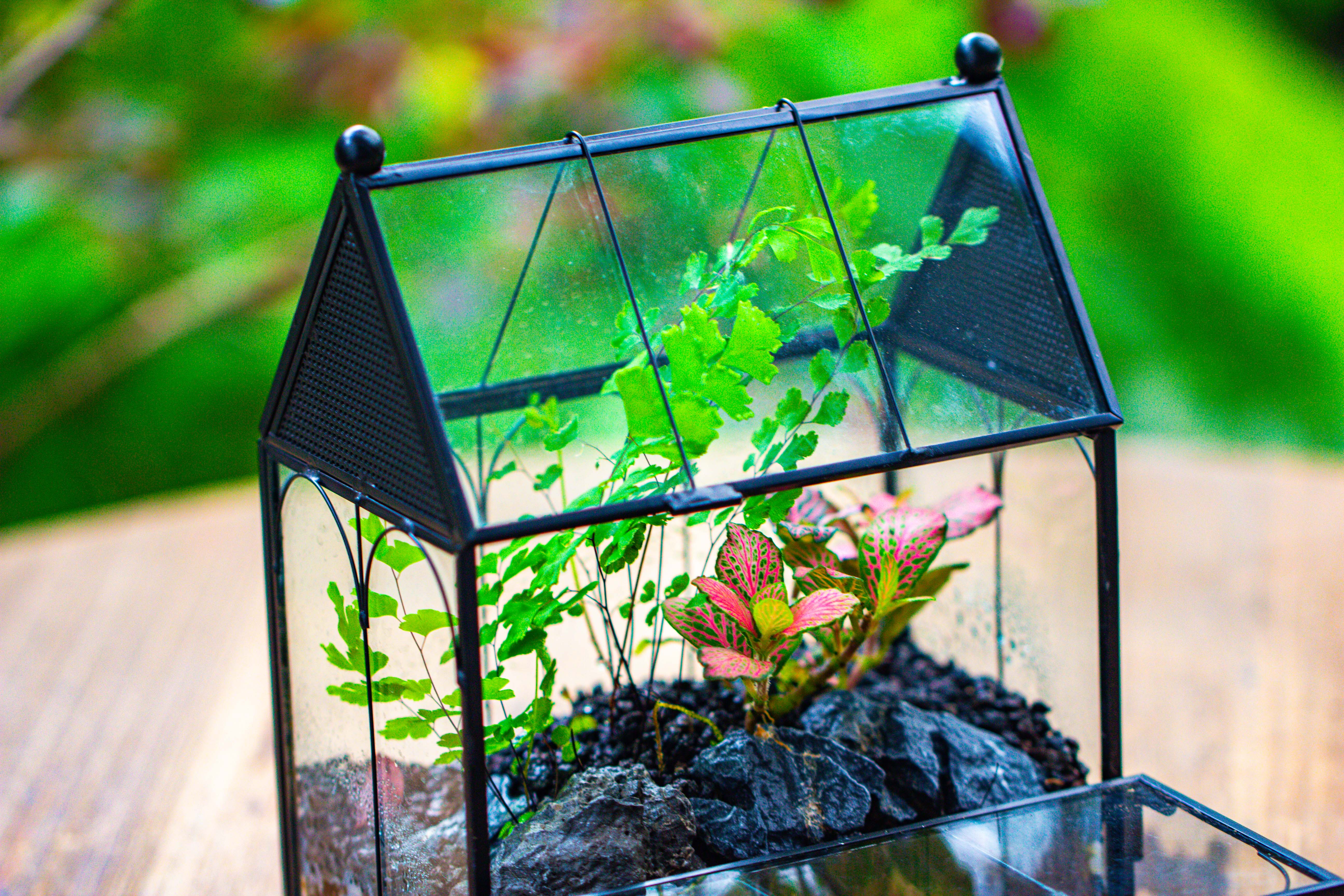Vintage Mini House Shape Glass Geometric Terrarium for Jumping spider - NCYPgarden