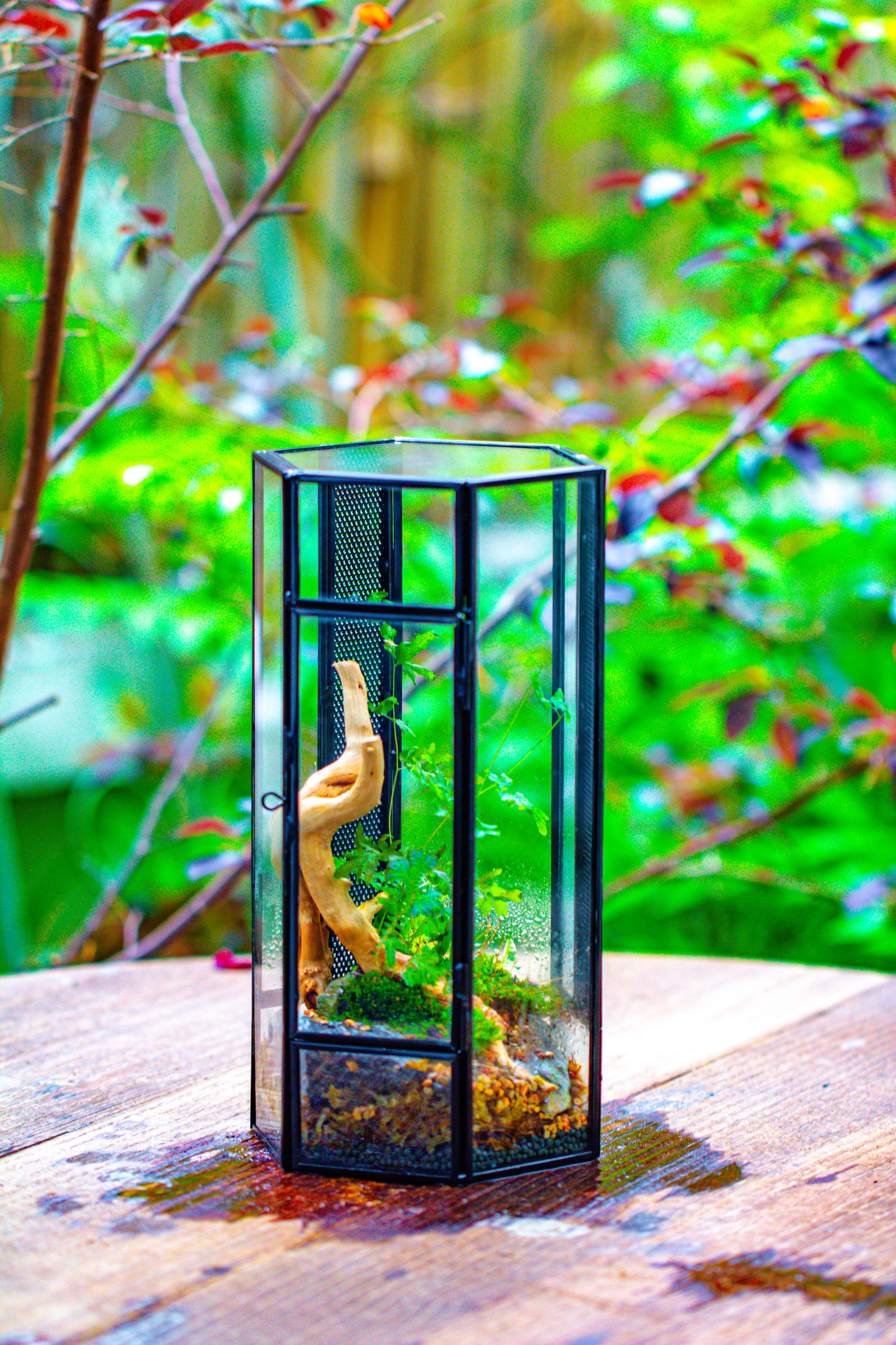 NCYP Tall Hexagon Mimi  Geometric Terrarium for Spiders and small Insects - NCYPgarden