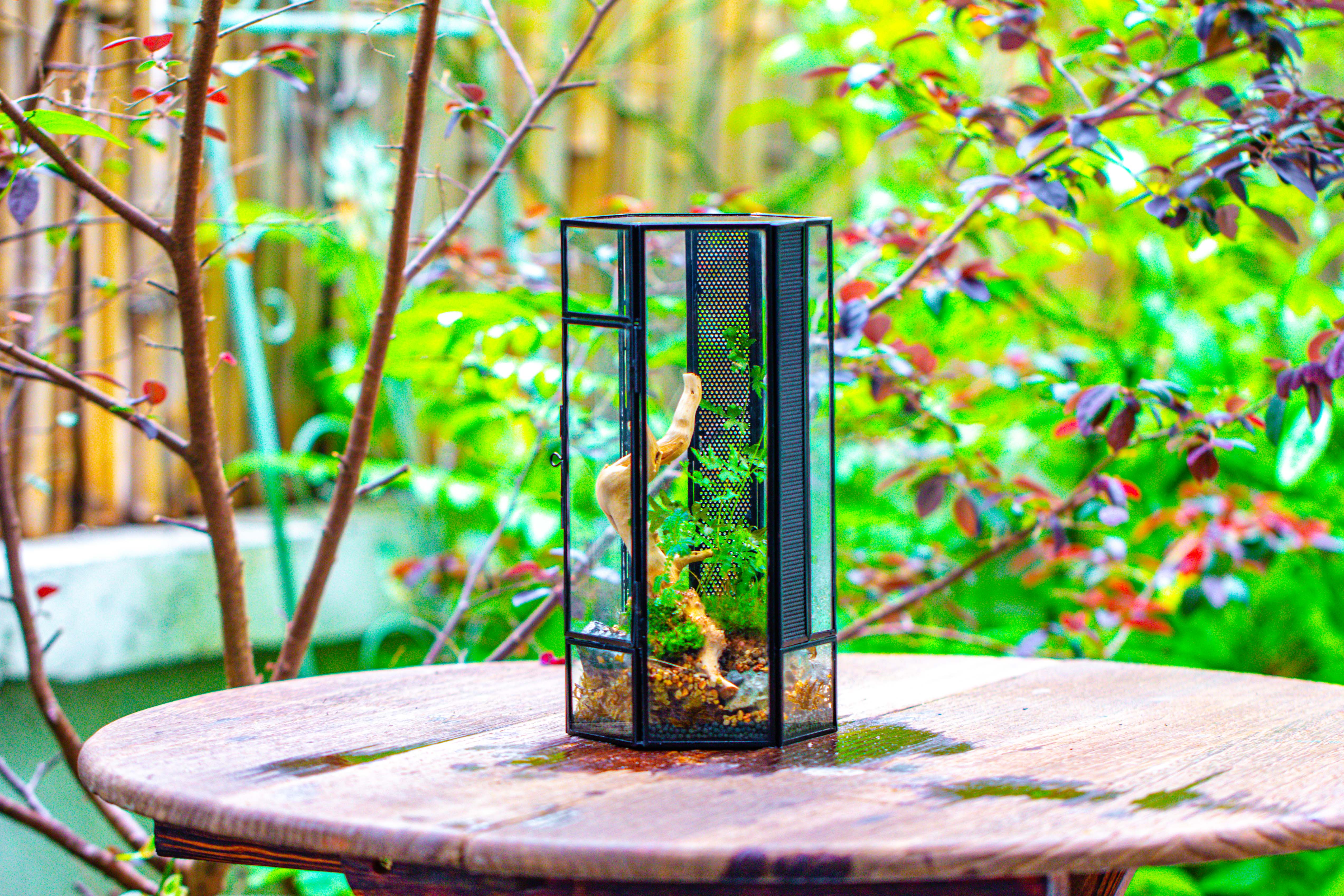 NCYP Tall Hexagon Mimi  Geometric Terrarium for Spiders and small Insects - NCYPgarden