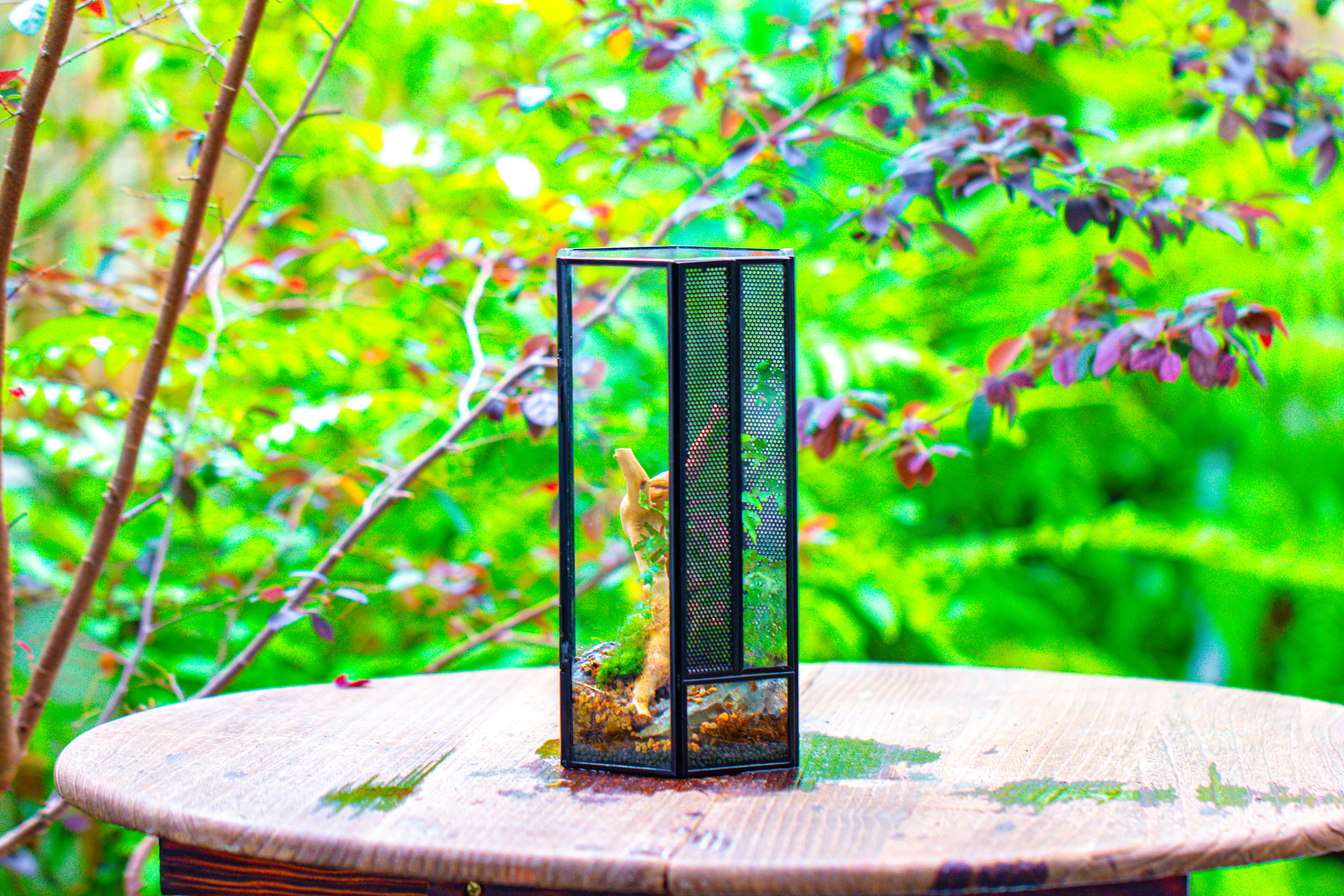 NCYP Tall Hexagon Mimi  Geometric Terrarium for Spiders and small Insects - NCYPgarden