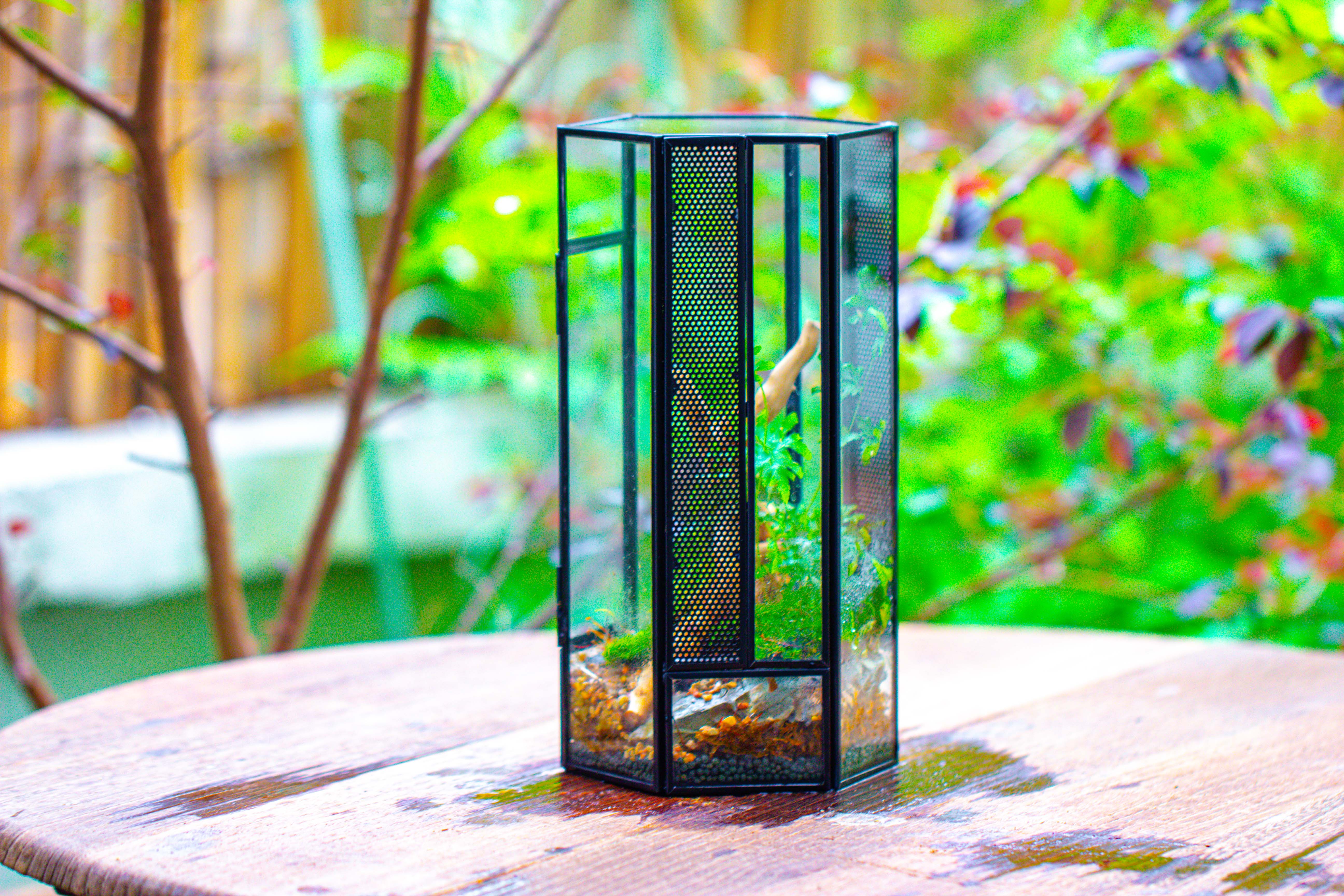 NCYP Tall Hexagon Mimi  Geometric Terrarium for Spiders and small Insects - NCYPgarden