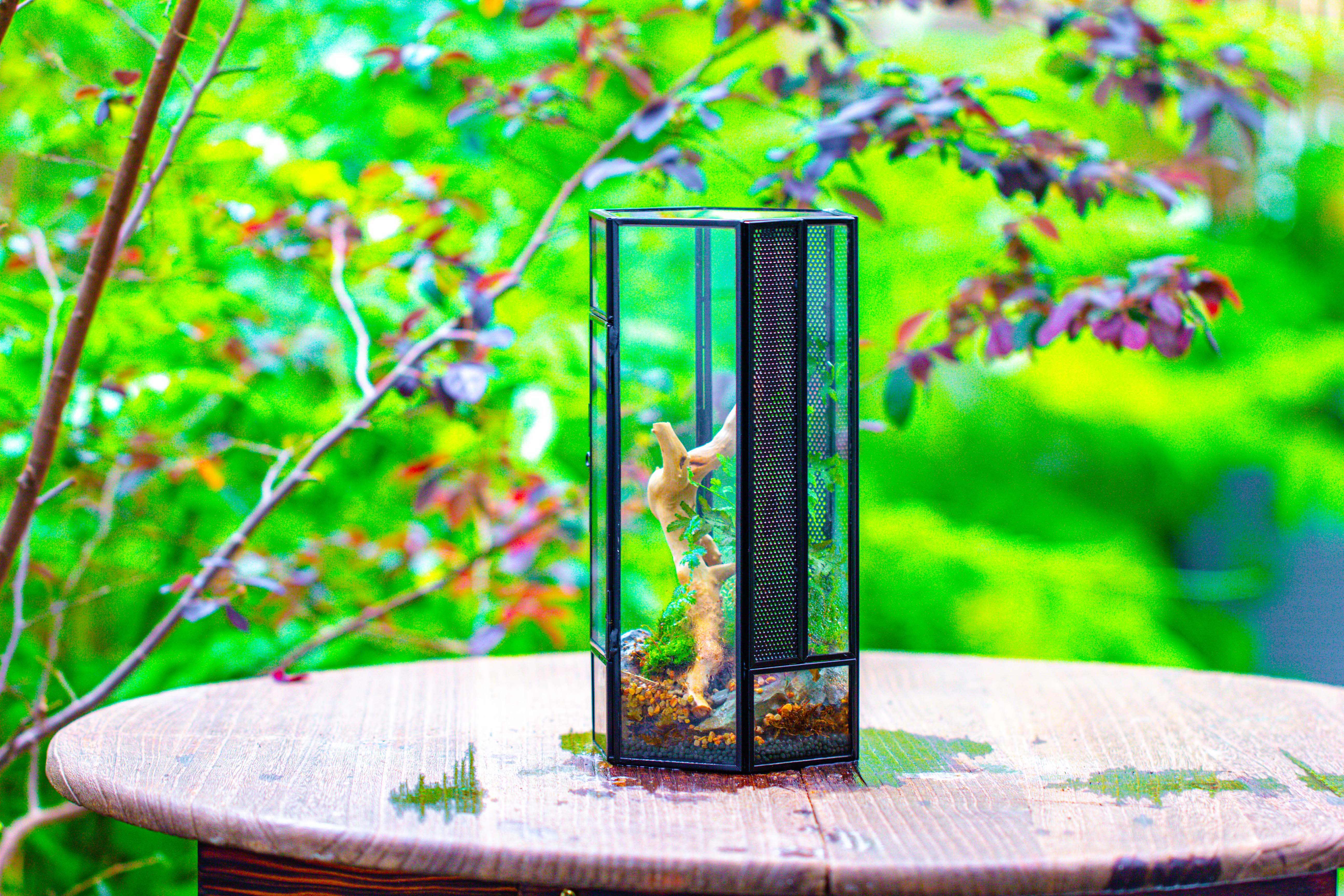 NCYP Tall Hexagon Mimi  Geometric Terrarium for Spiders and small Insects - NCYPgarden
