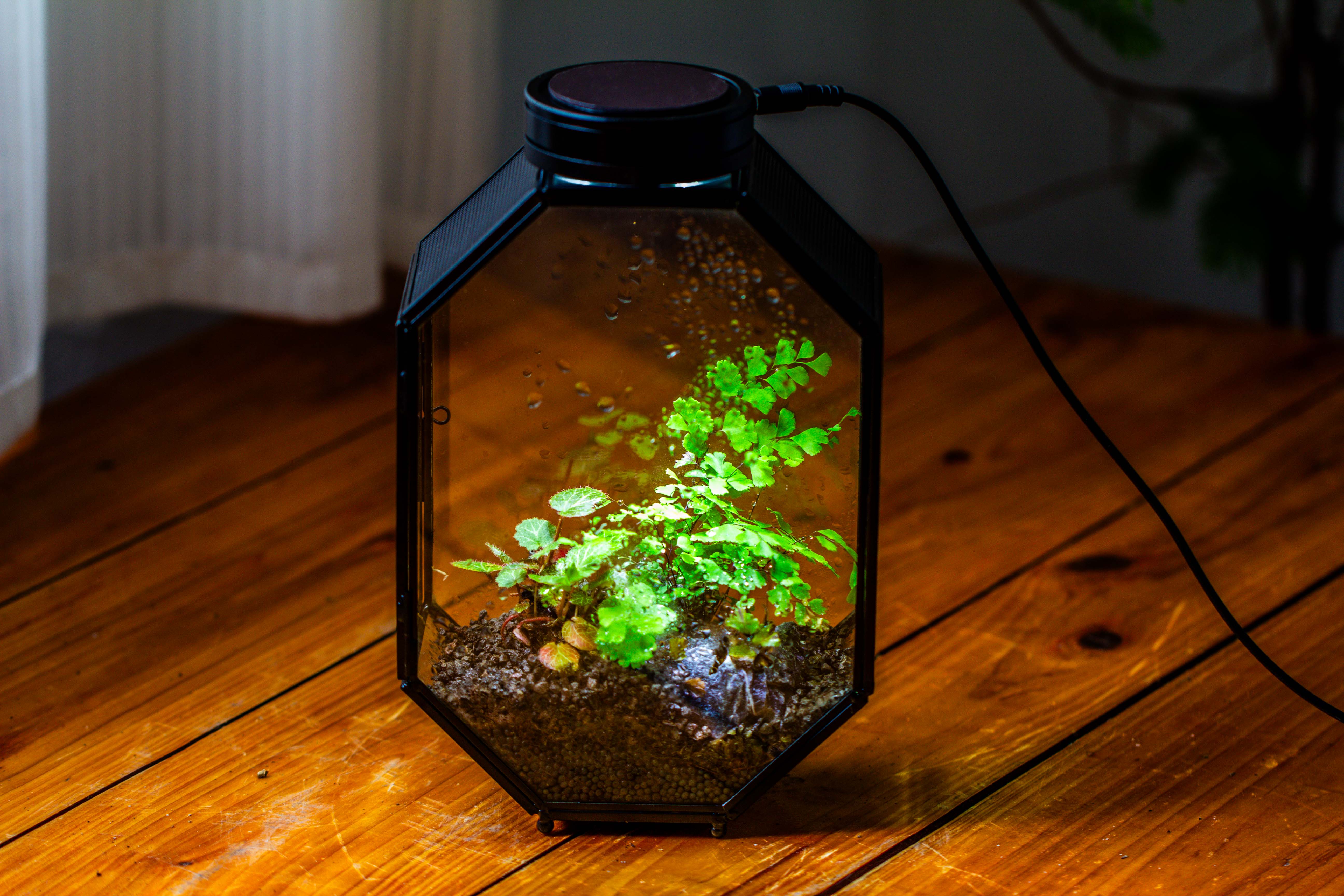 NCYP Octagon 6x8 inches Geometric Terrarium with vents for small insects - NCYPgarden