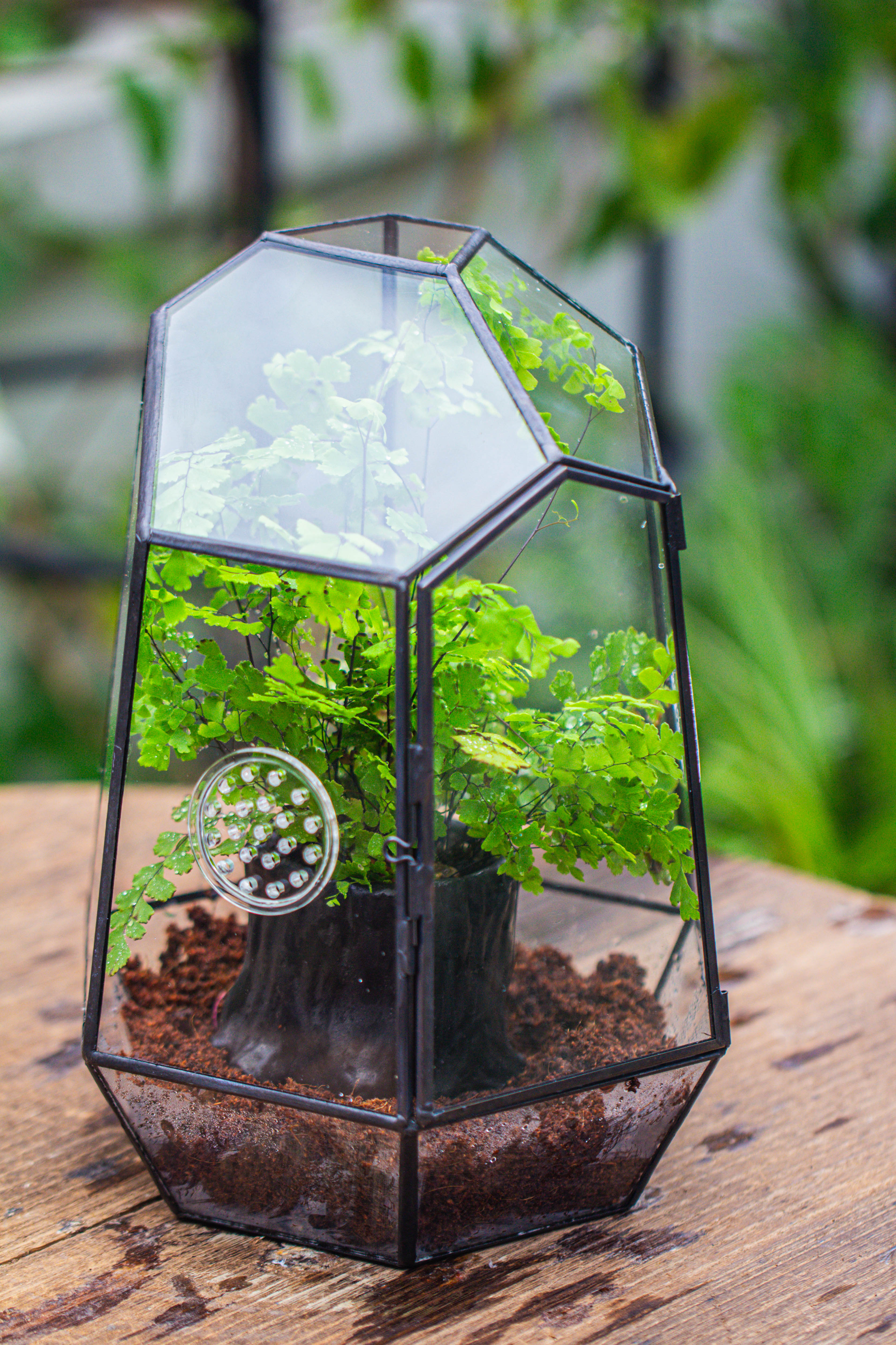 NCYP Close Geometric Glass Terrarium with Door, with vents, coconut coir, tree stump like black pot building set, for snails, spiders - NCYPgarden