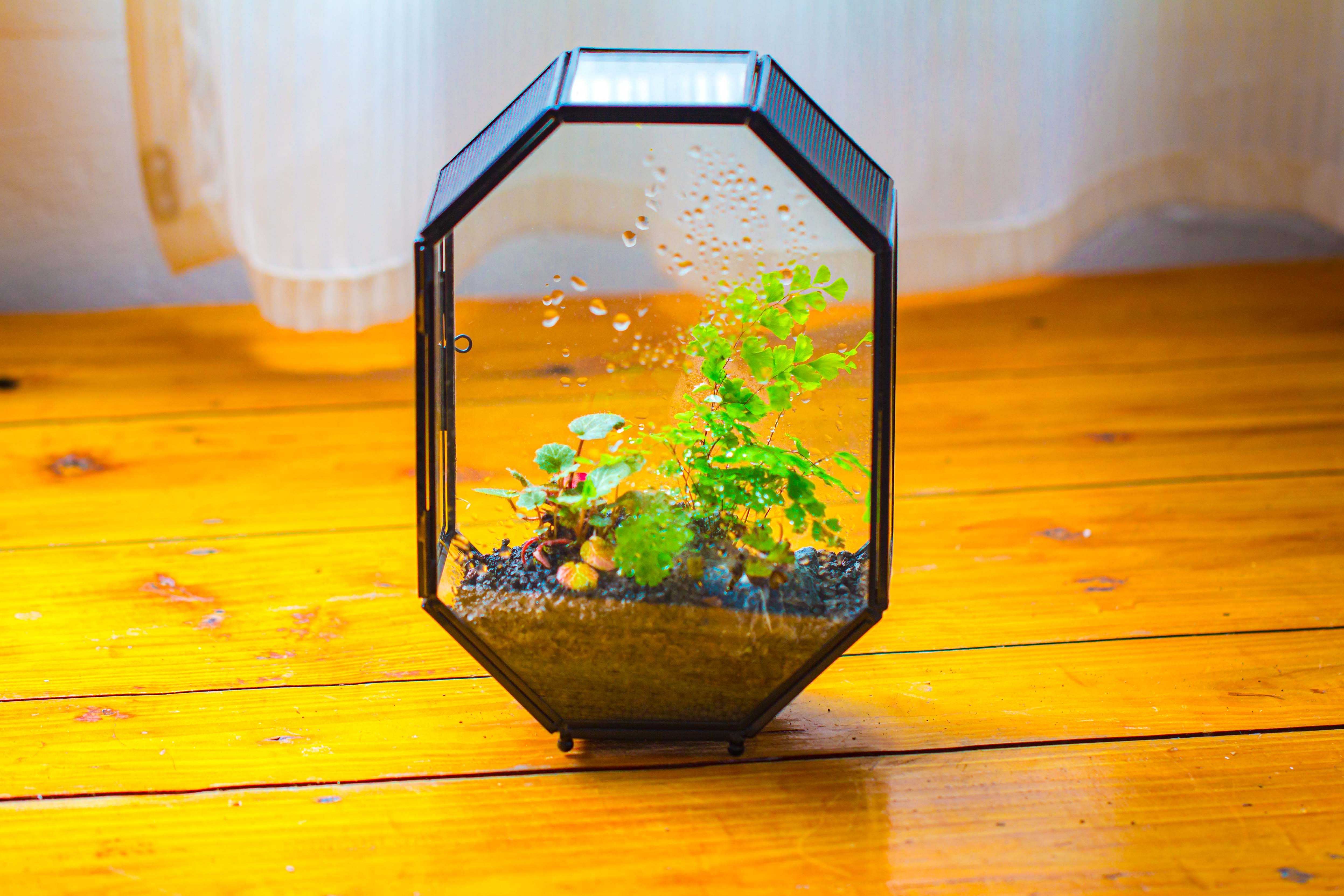 NCYP Octagon 6x8 inches Geometric Terrarium with vents for small insects - NCYPgarden
