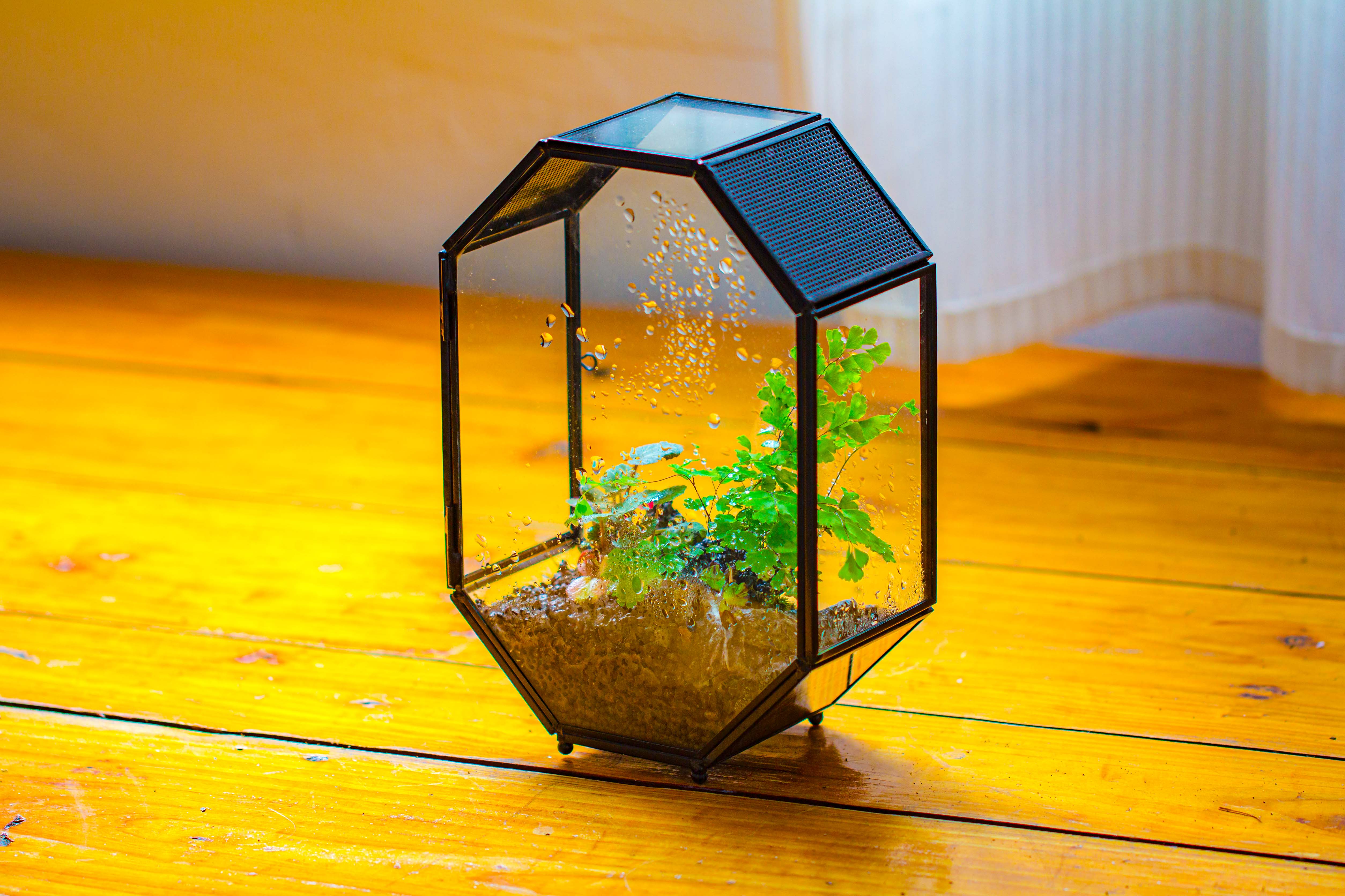 NCYP Octagon 6x8 inches Geometric Terrarium with vents for small insects - NCYPgarden