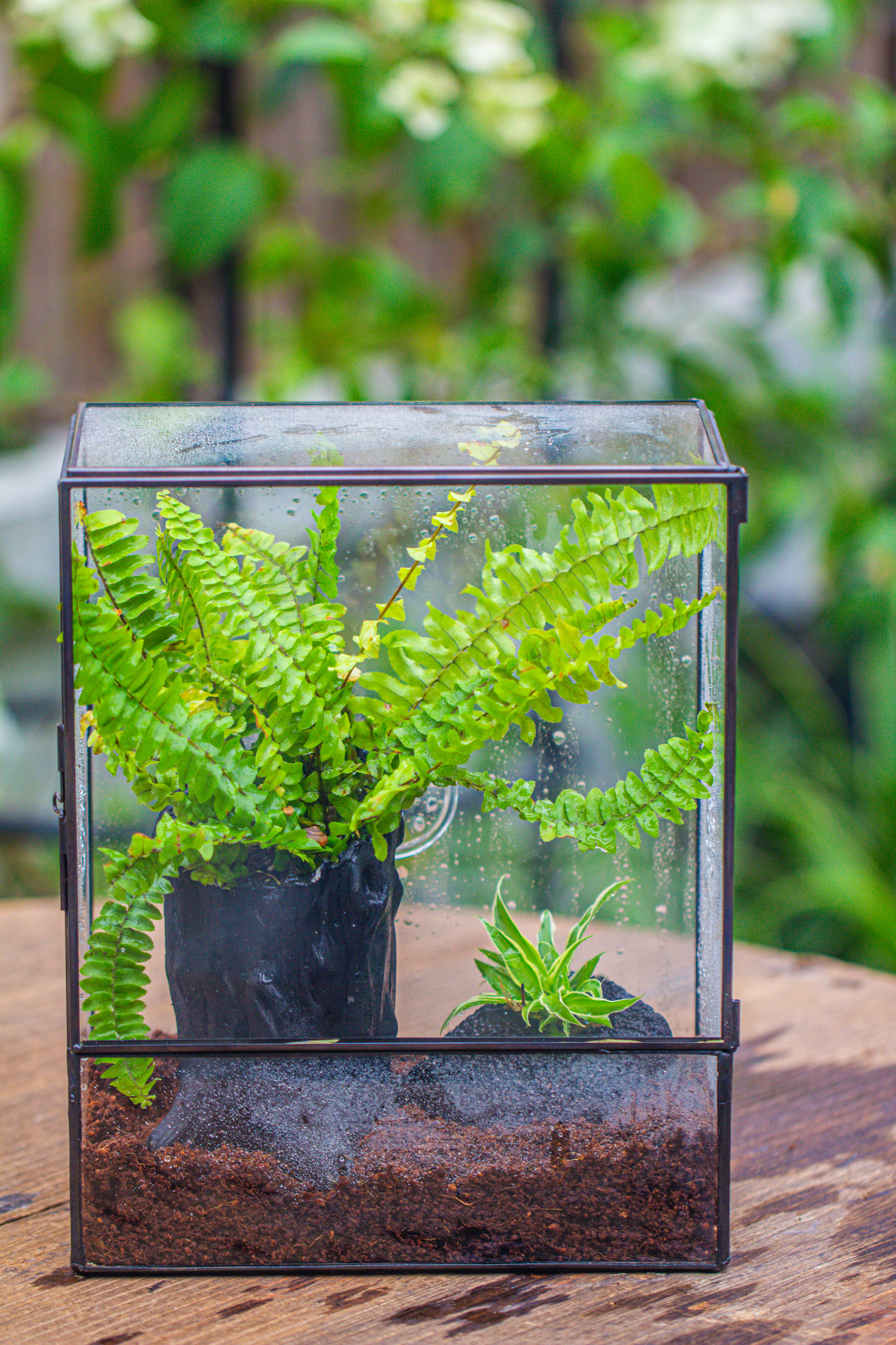 Handmade Close Glass Terrarium with Vents, with LED Grow Light Set, FOR insects, bugs - NCYPgarden