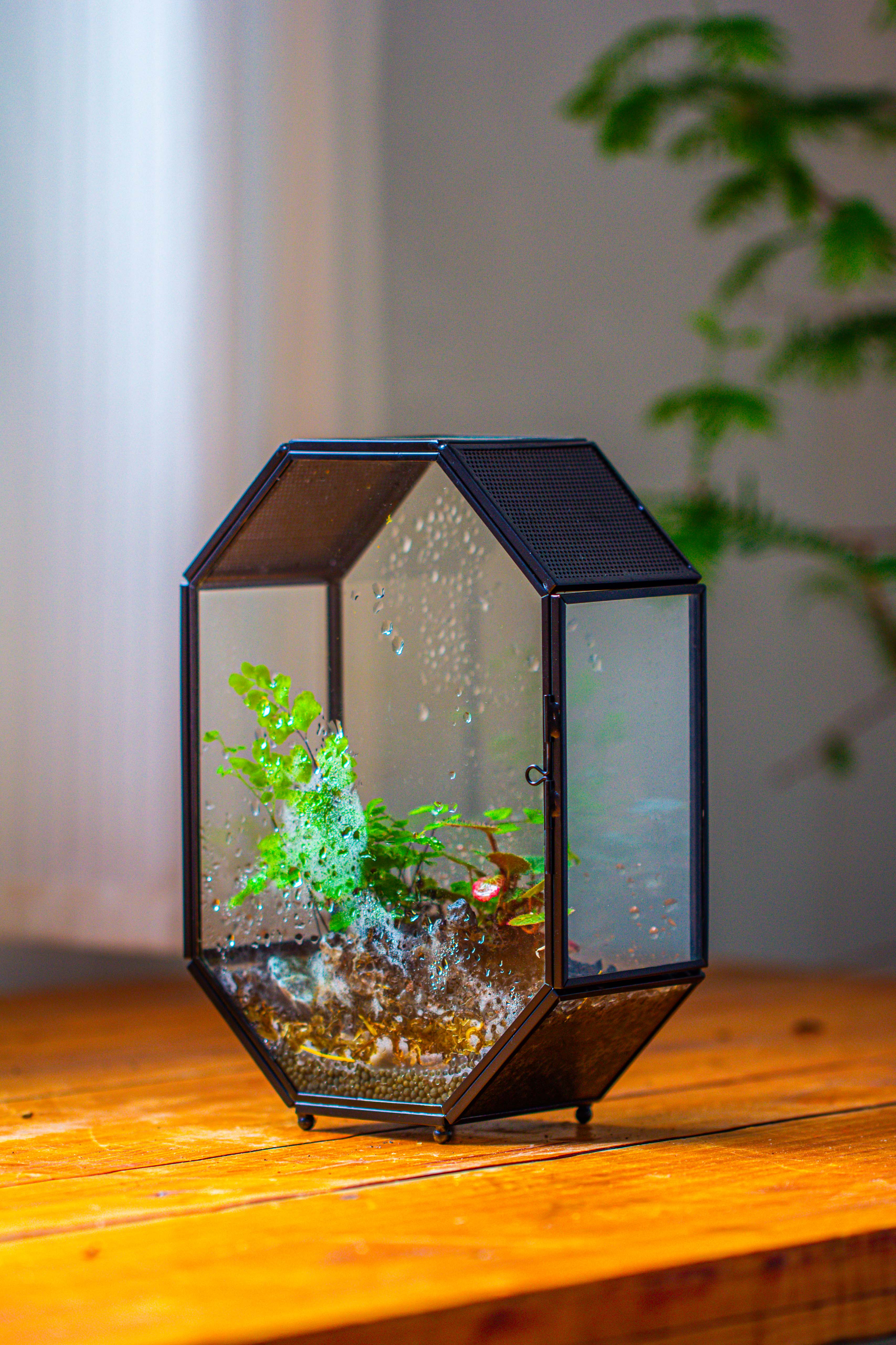 NCYP Octagon 6x8 inches Geometric Terrarium with vents for small insects - NCYPgarden