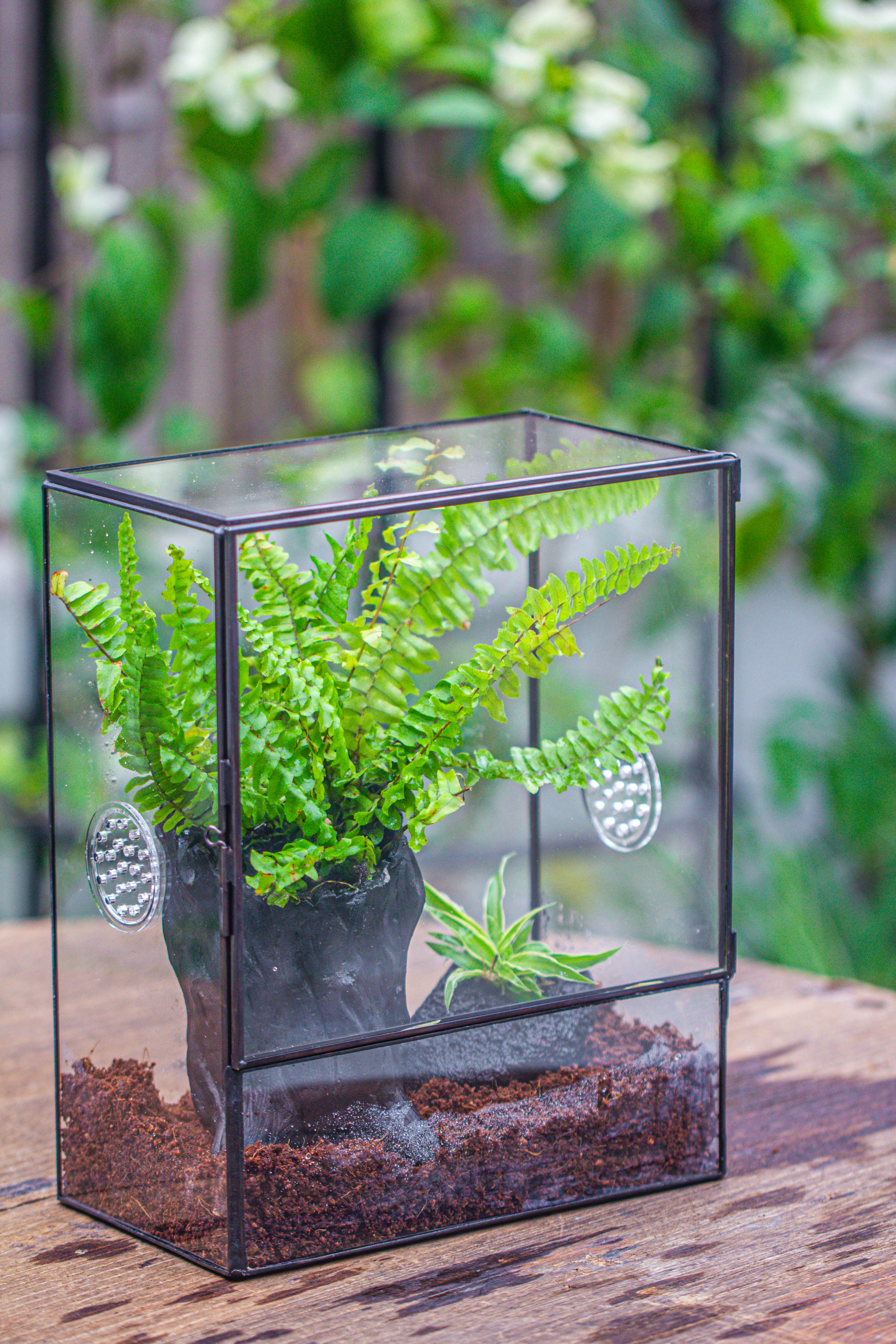 Handmade Close Glass Terrarium with Vents, with LED Grow Light Set, FOR insects, bugs - NCYPgarden