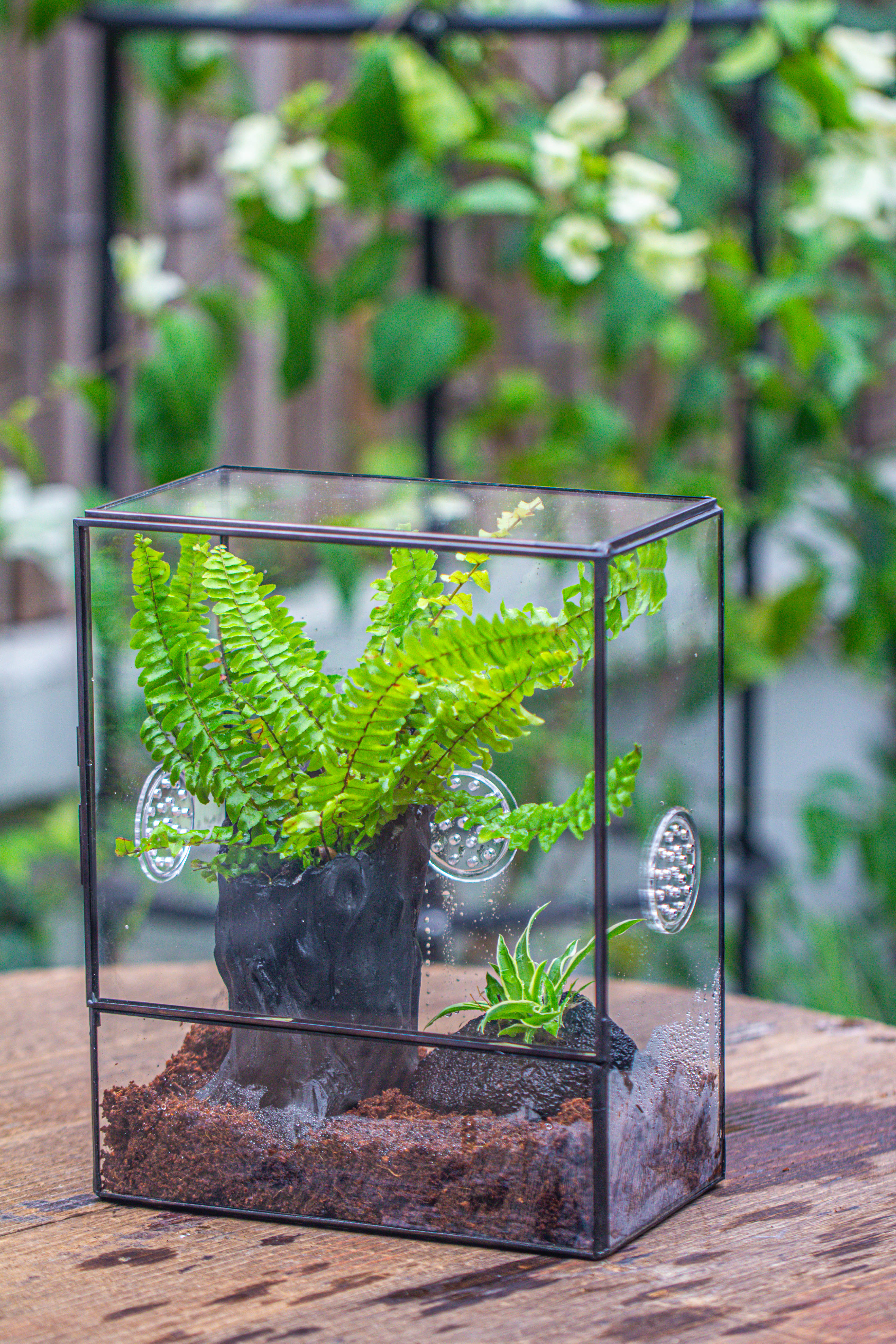 Handmade Close Glass Terrarium with Vents, with LED Grow Light Set, FOR insects, bugs - NCYPgarden