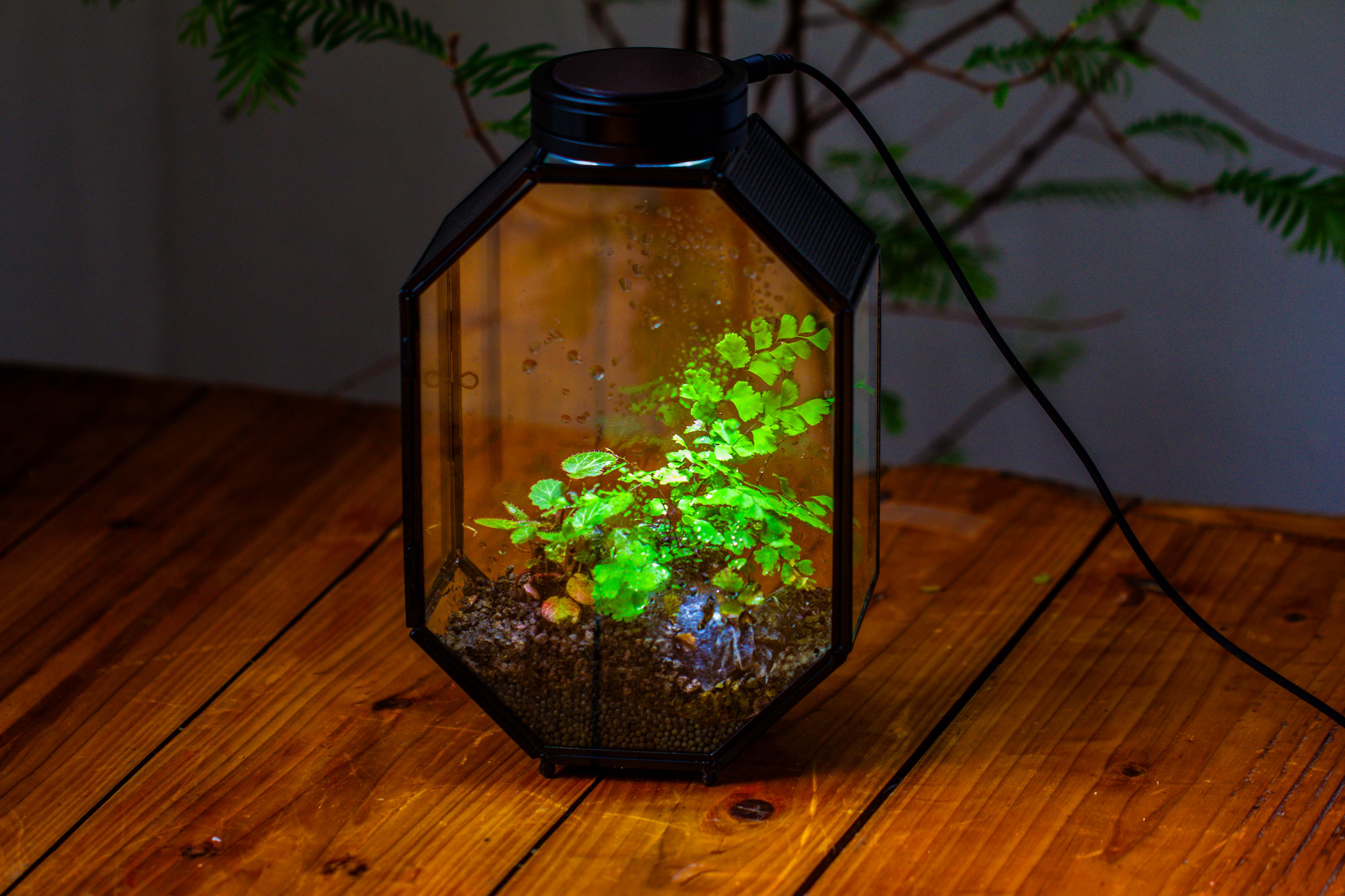 NCYP Octagon 6x8 inches Geometric Terrarium with vents for small insects - NCYPgarden