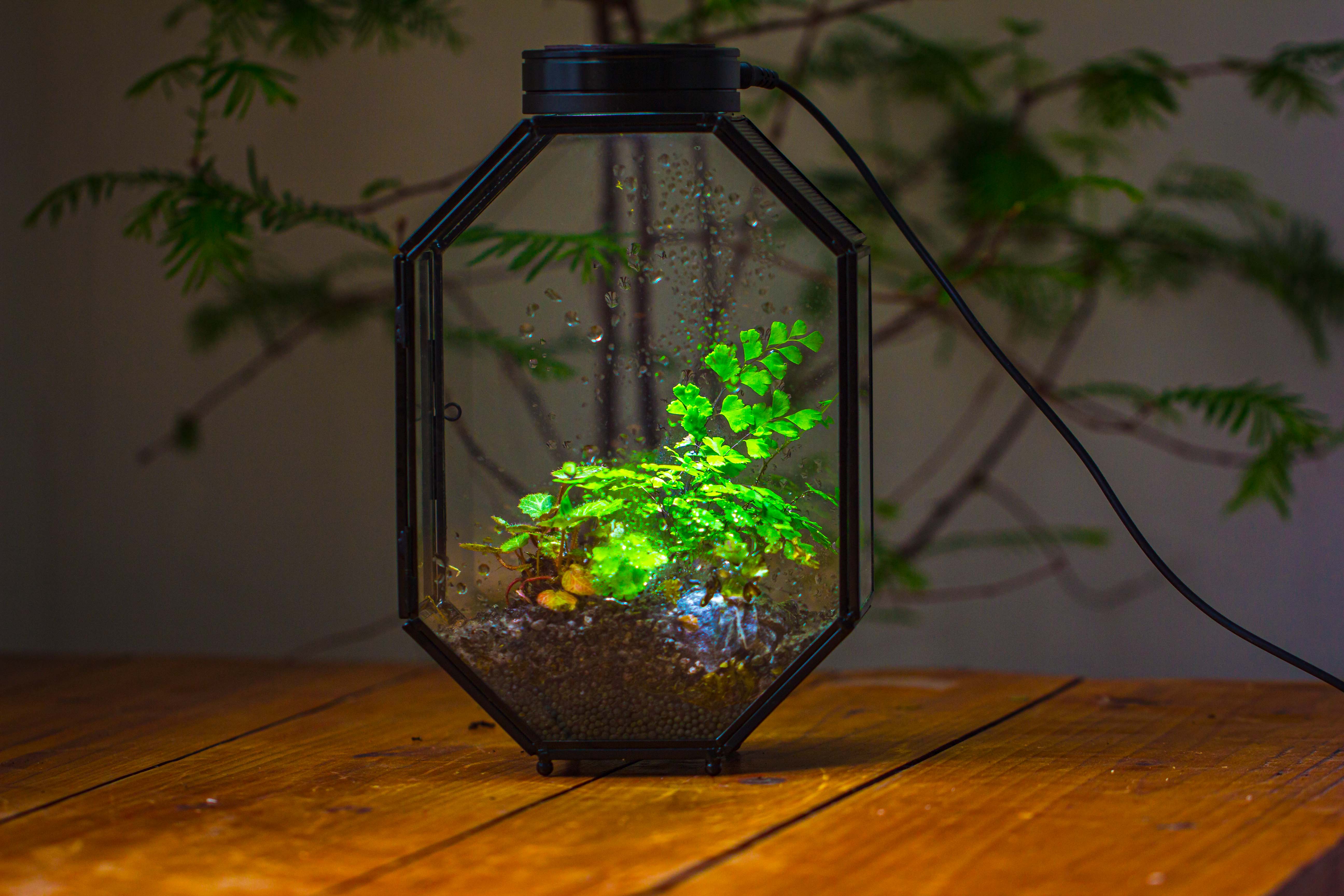 NCYP Octagon 6x8 inches Geometric Terrarium with vents for small insects - NCYPgarden