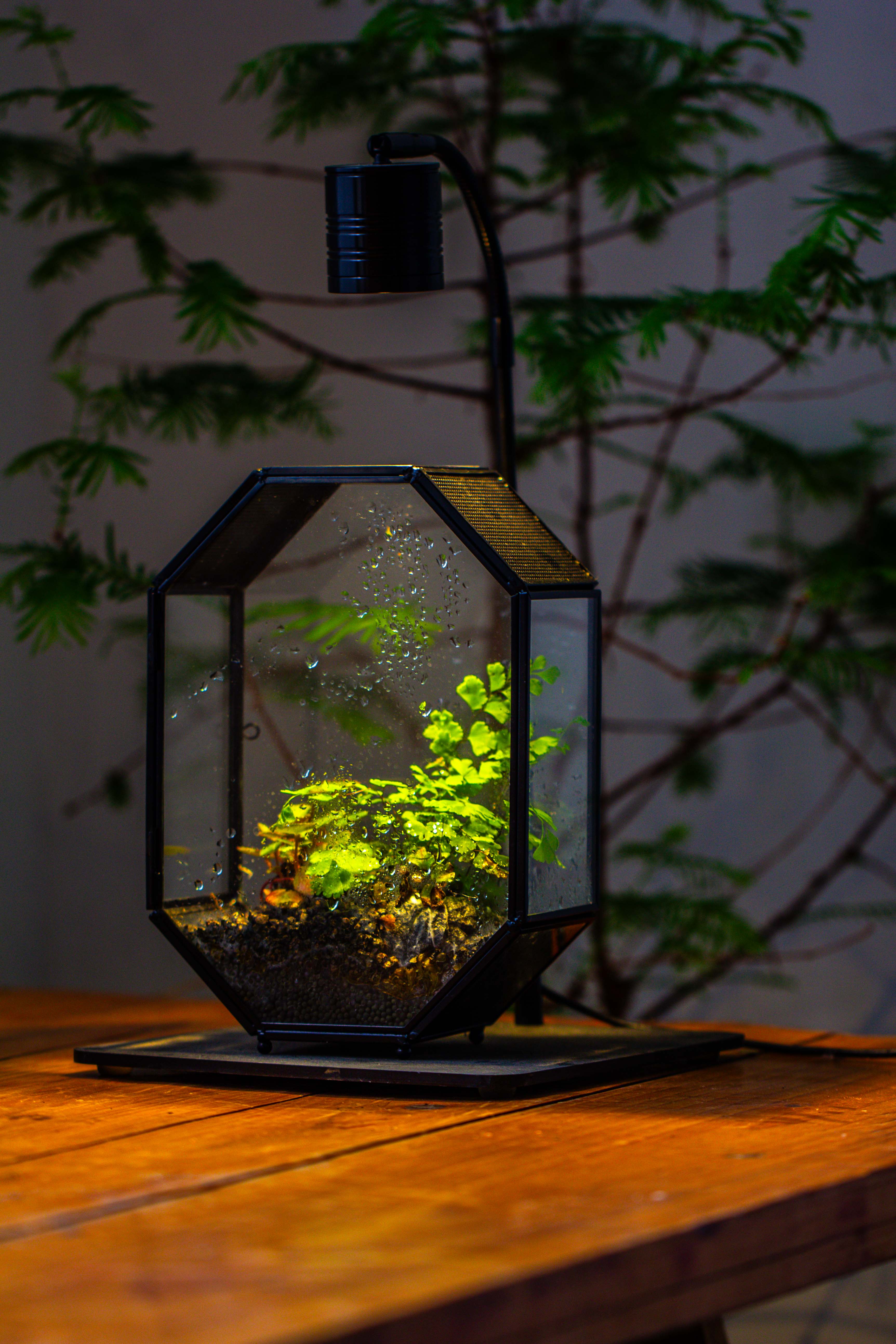 NCYP Octagon 6x8 inches Geometric Terrarium with vents for small insects - NCYPgarden