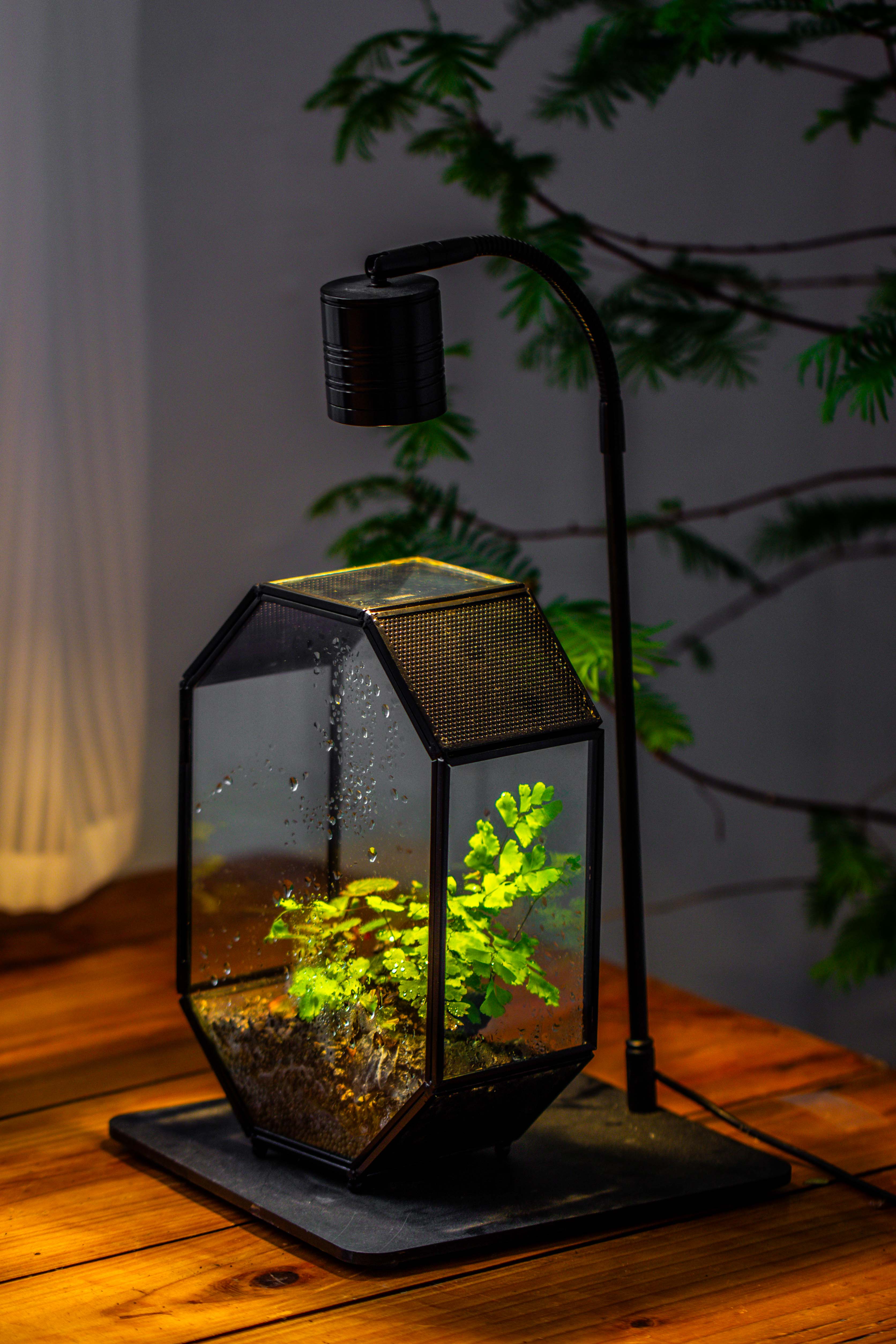 NCYP Octagon 6x8 inches Geometric Terrarium with vents for small insects - NCYPgarden