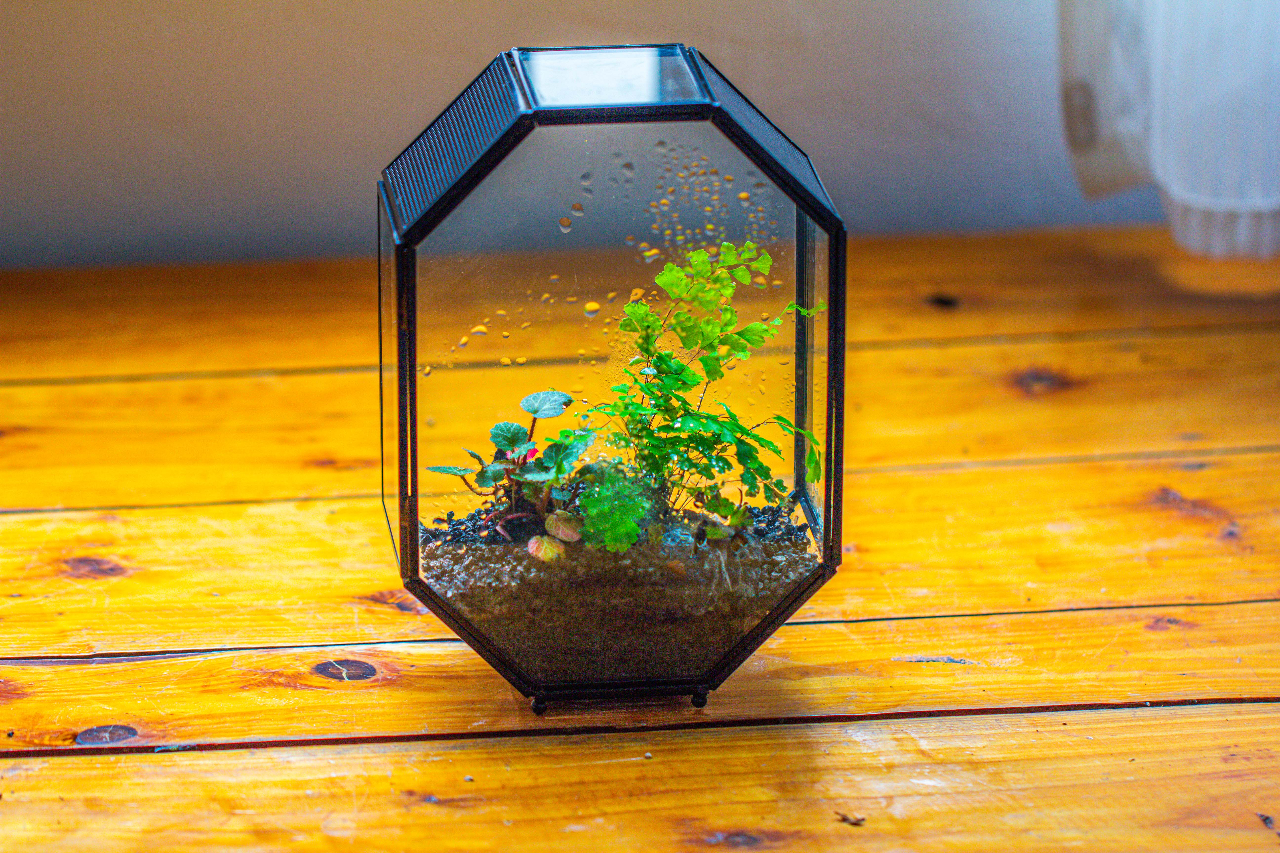 NCYP Octagon 6x8 inches Geometric Terrarium with vents for small insects - NCYPgarden
