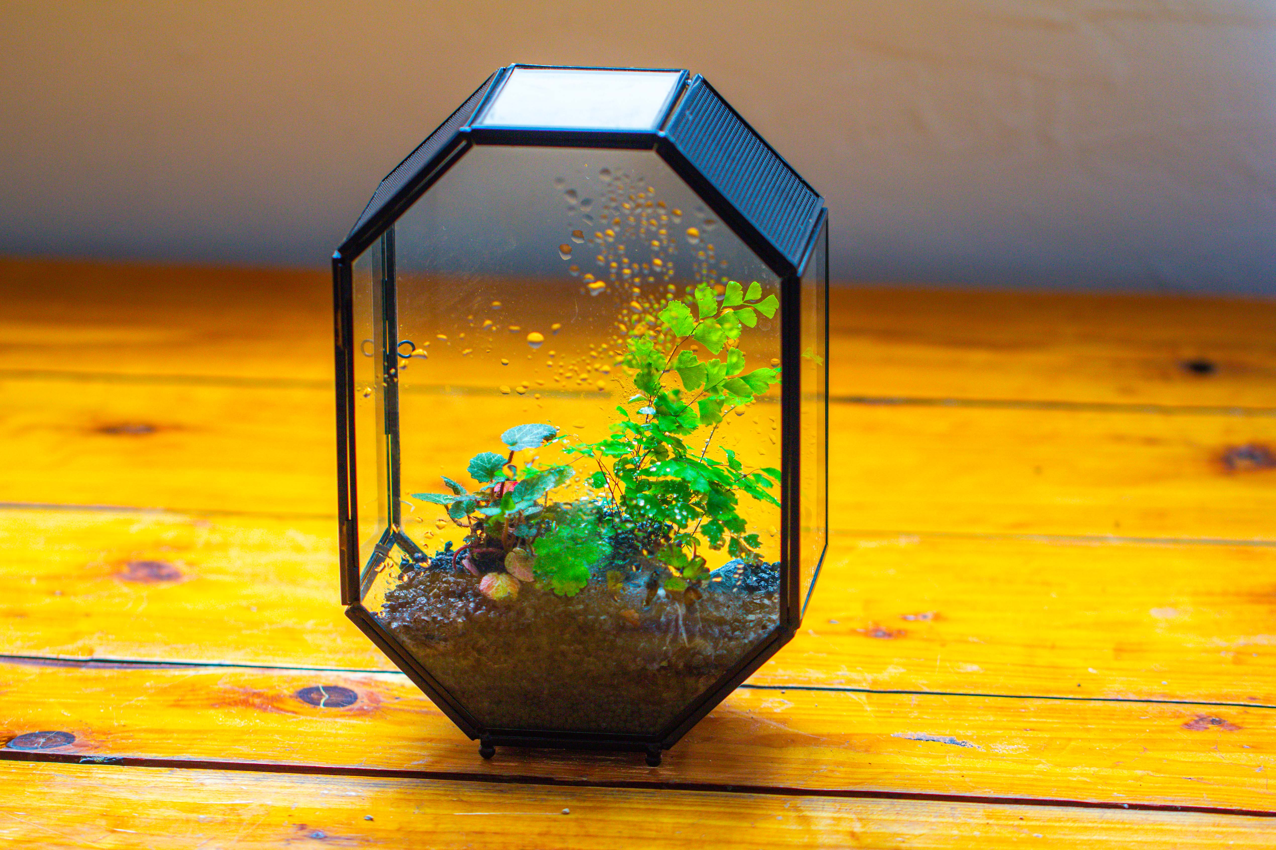 NCYP Octagon 6x8 inches Geometric Terrarium with vents for small insects - NCYPgarden