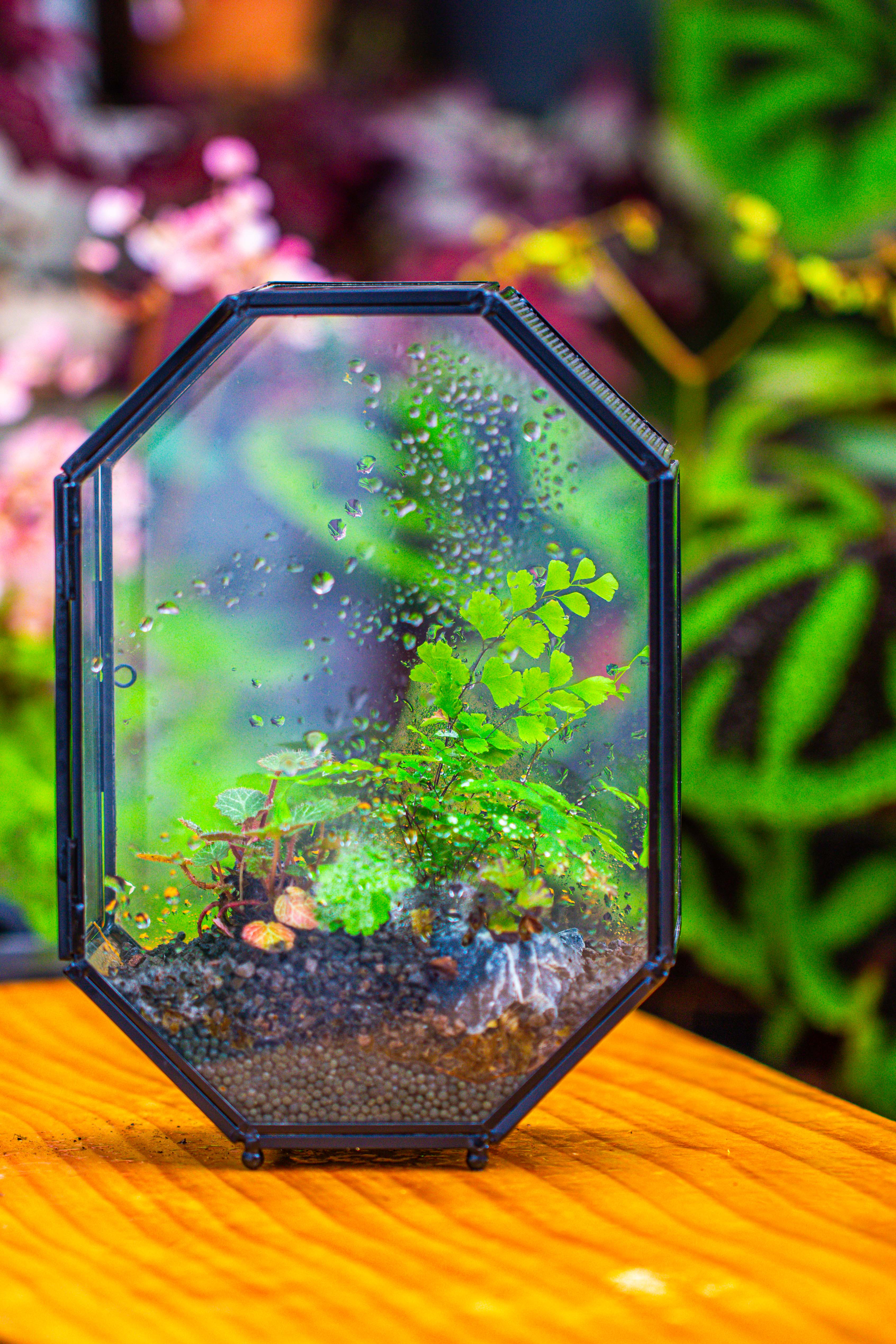 NCYP Octagon 6x8 inches Geometric Terrarium with vents for small insects - NCYPgarden