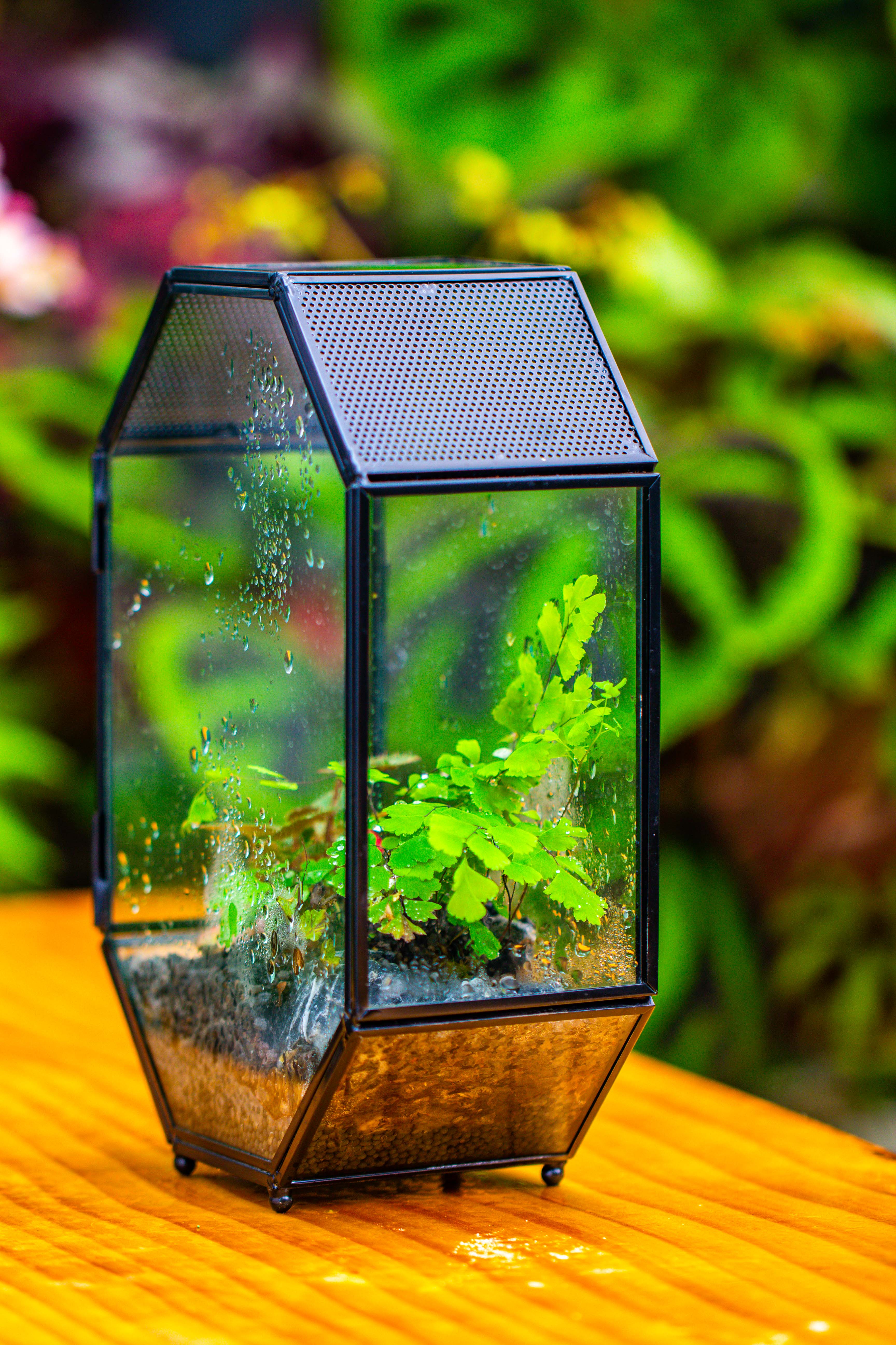 NCYP Octagon 6x8 inches Geometric Terrarium with vents for small insects - NCYPgarden