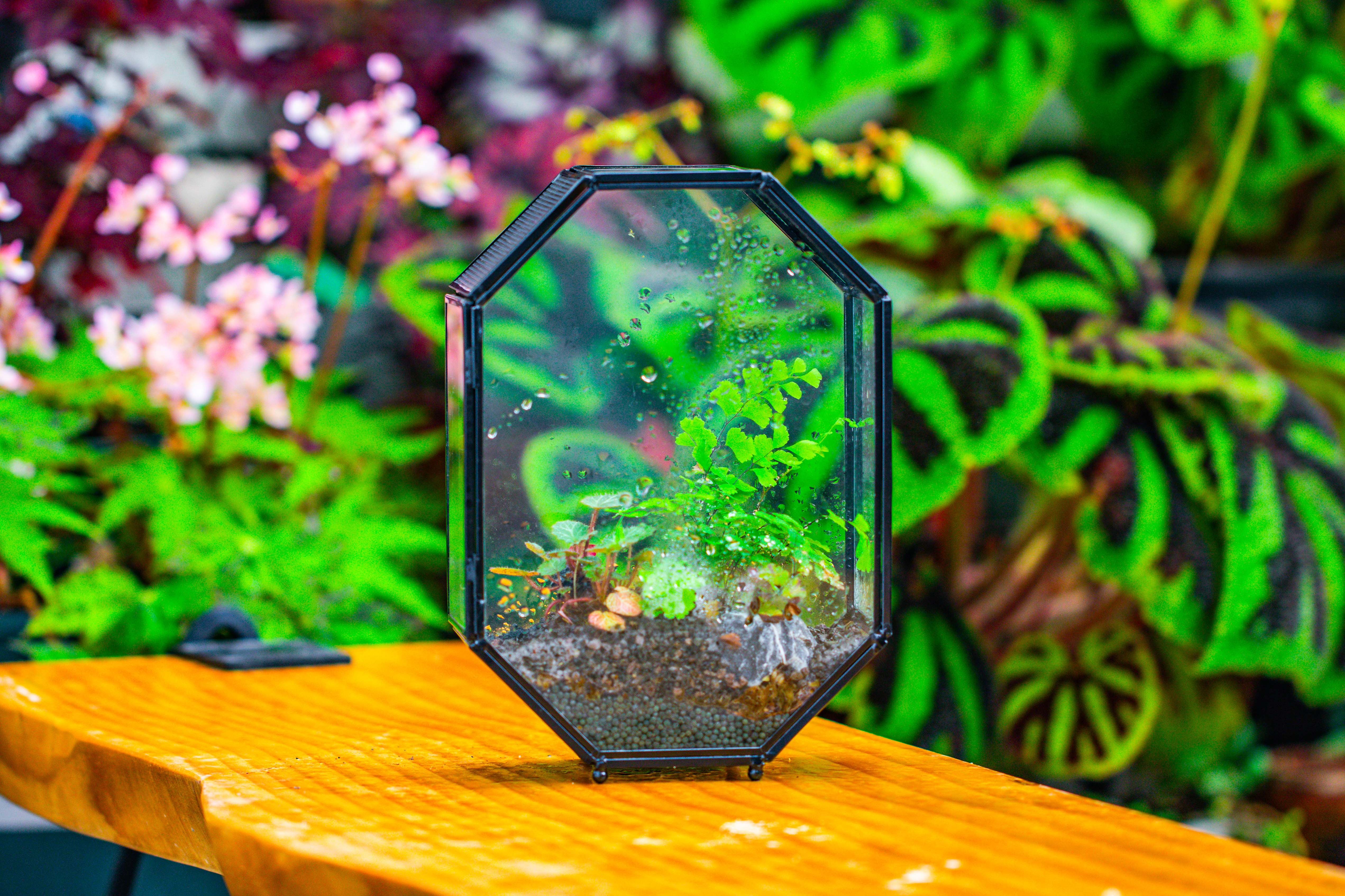 NCYP Octagon 6x8 inches Geometric Terrarium with vents for small insects - NCYPgarden