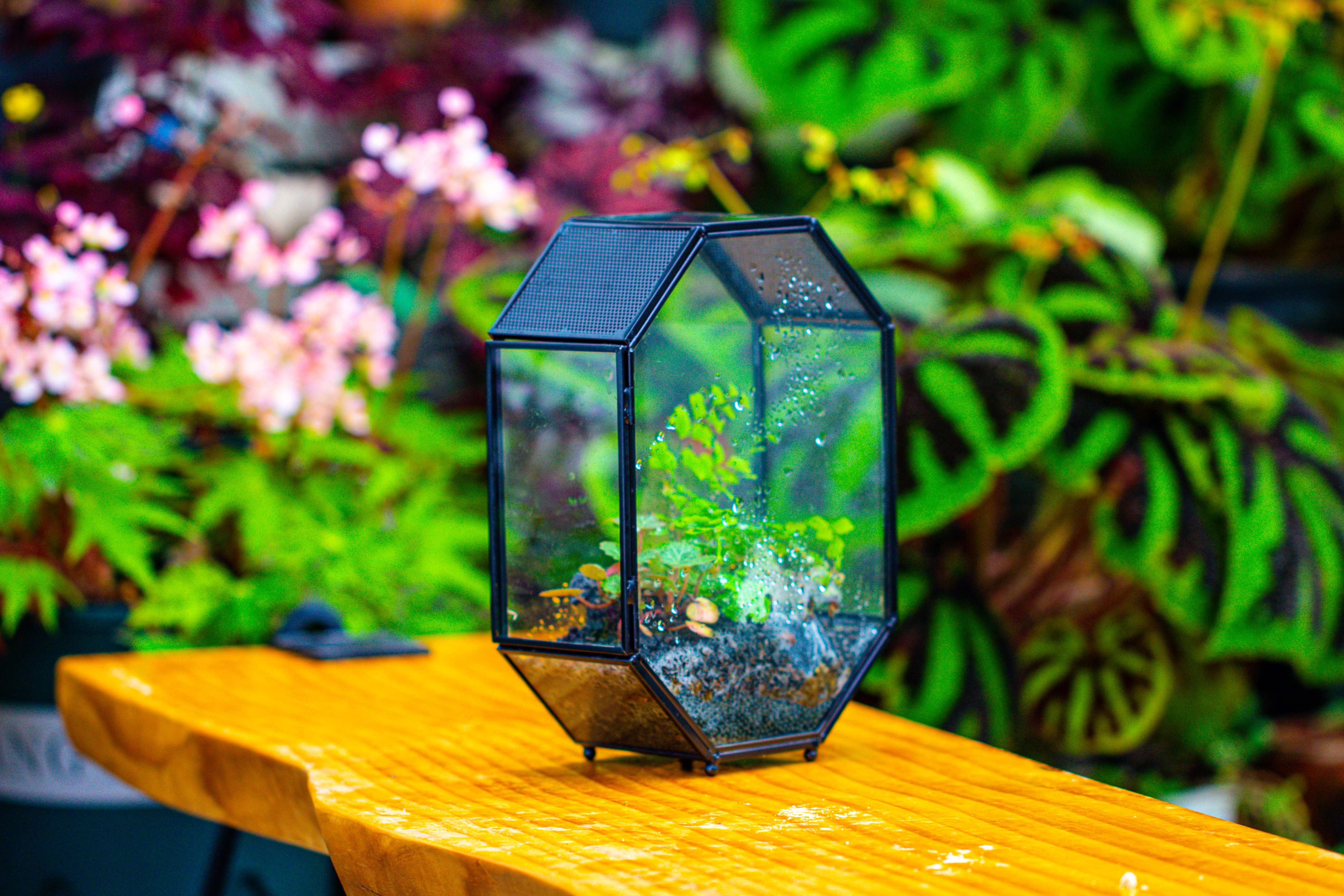NCYP Octagon 6x8 inches Geometric Terrarium with vents for small insects - NCYPgarden