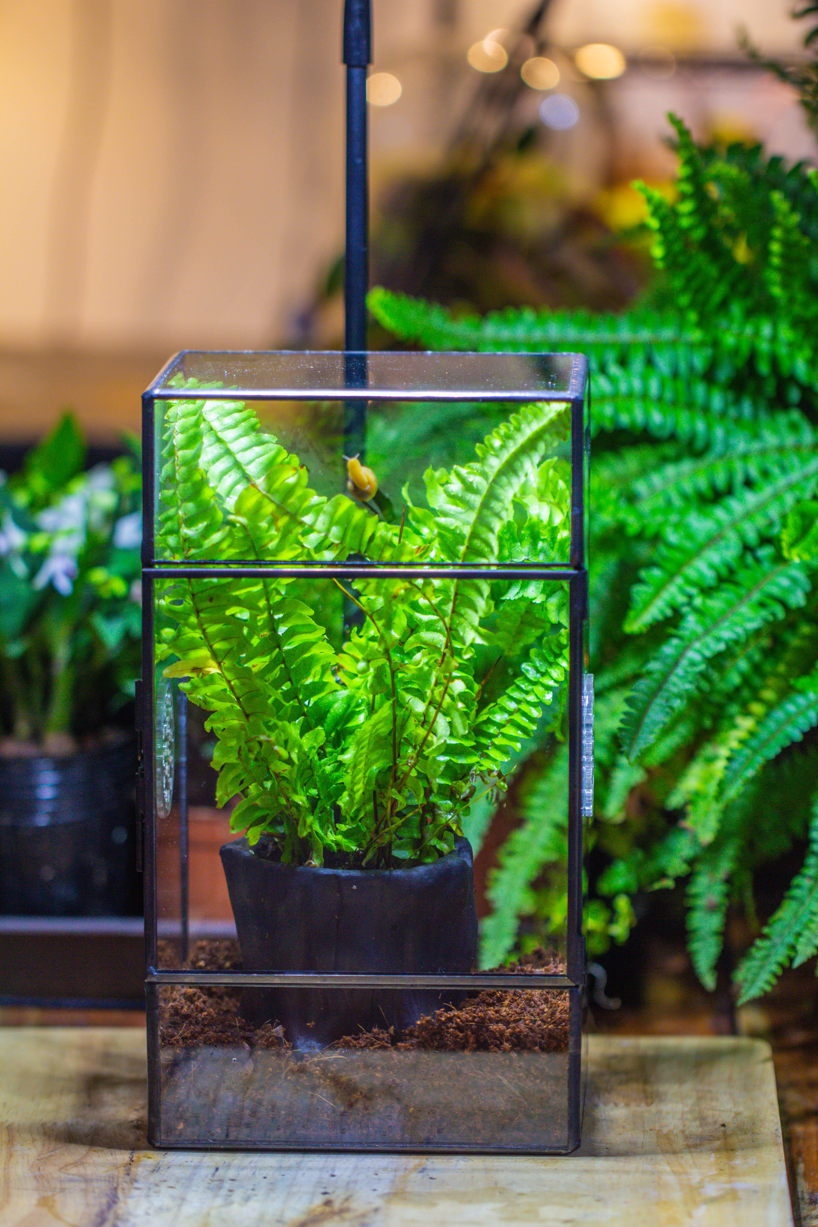 竖版长方形 三孔 小号 - NCYPgarden