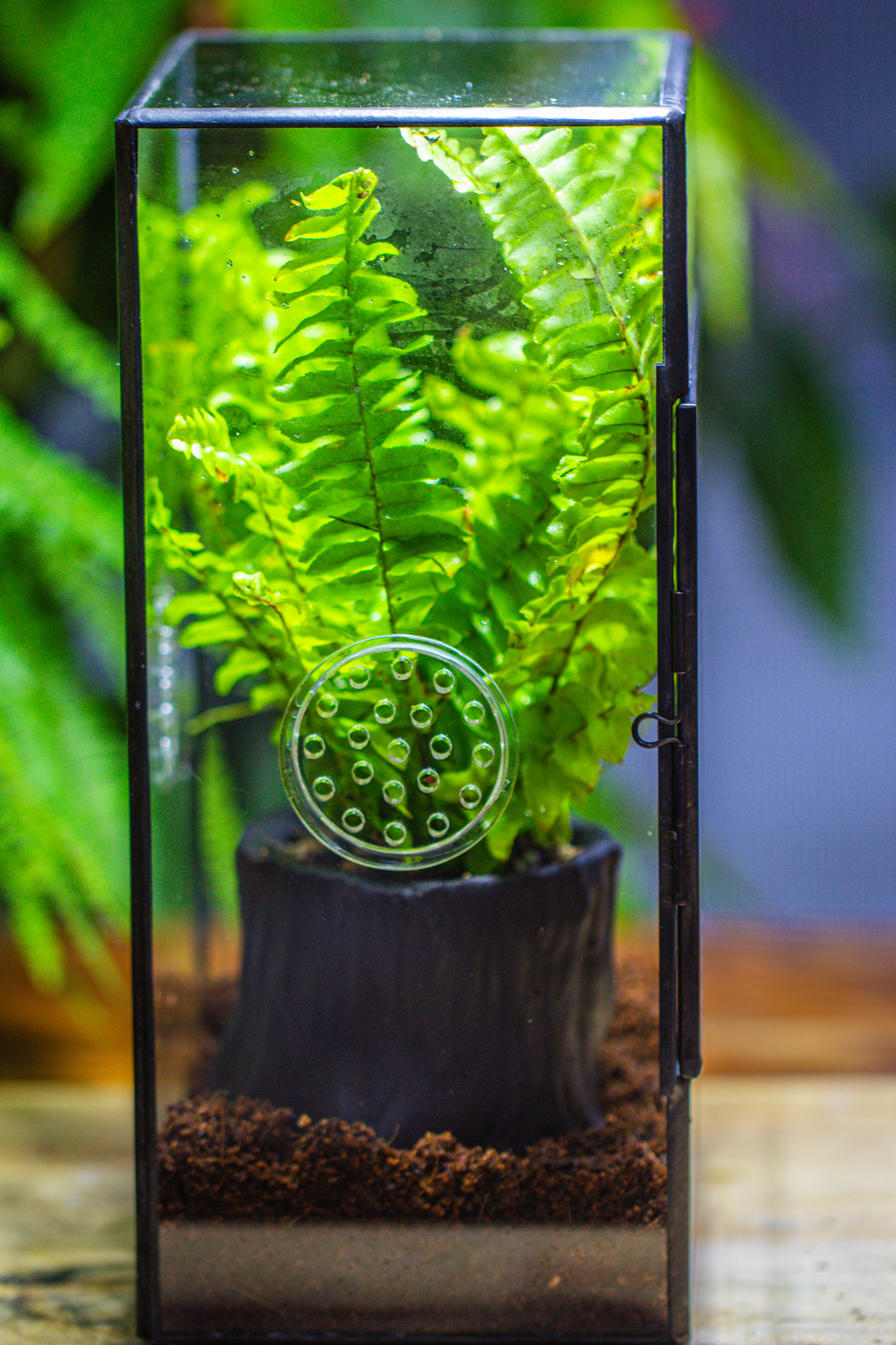 竖版长方形 三孔 小号 - NCYPgarden