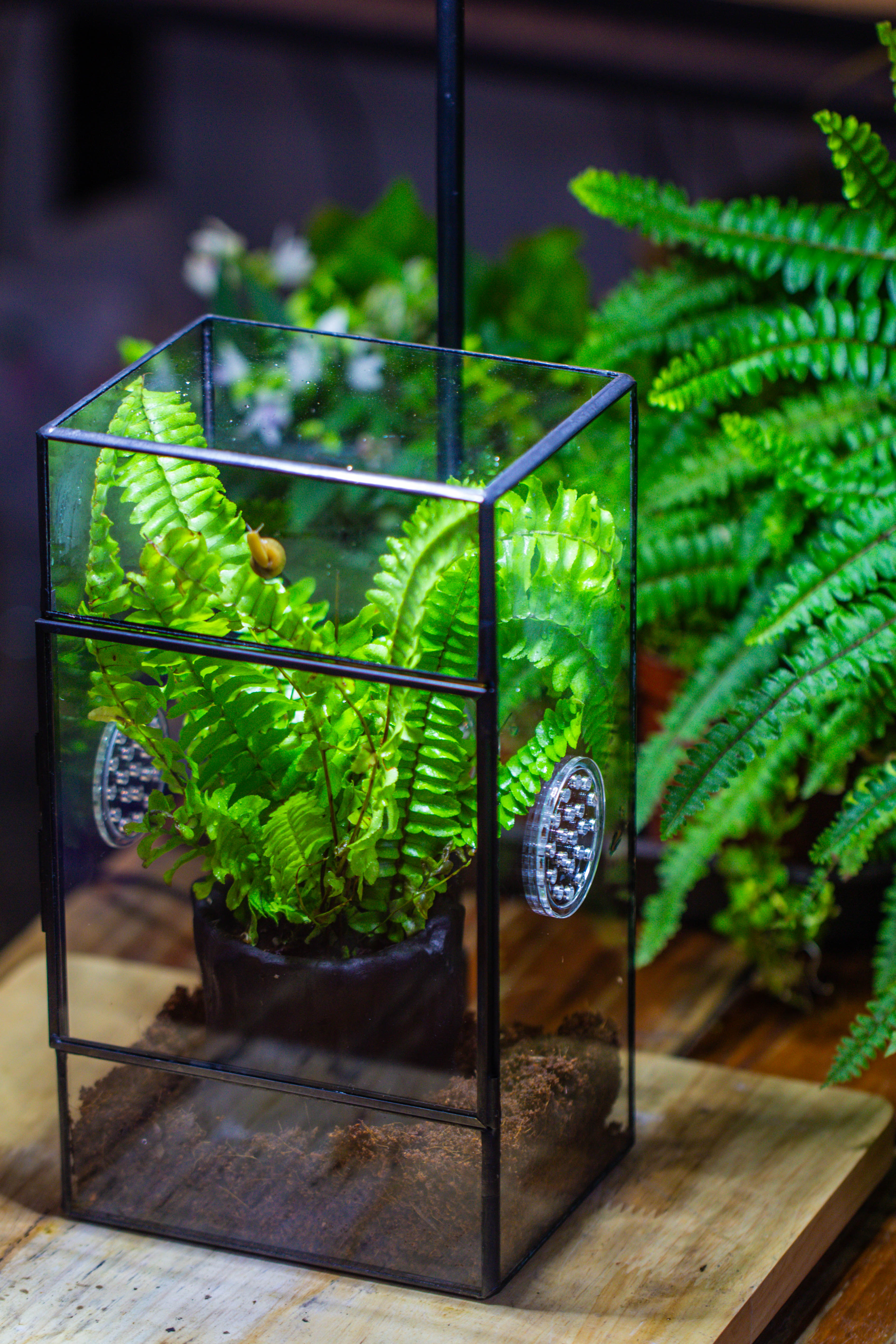 竖版长方形 三孔 小号 - NCYPgarden