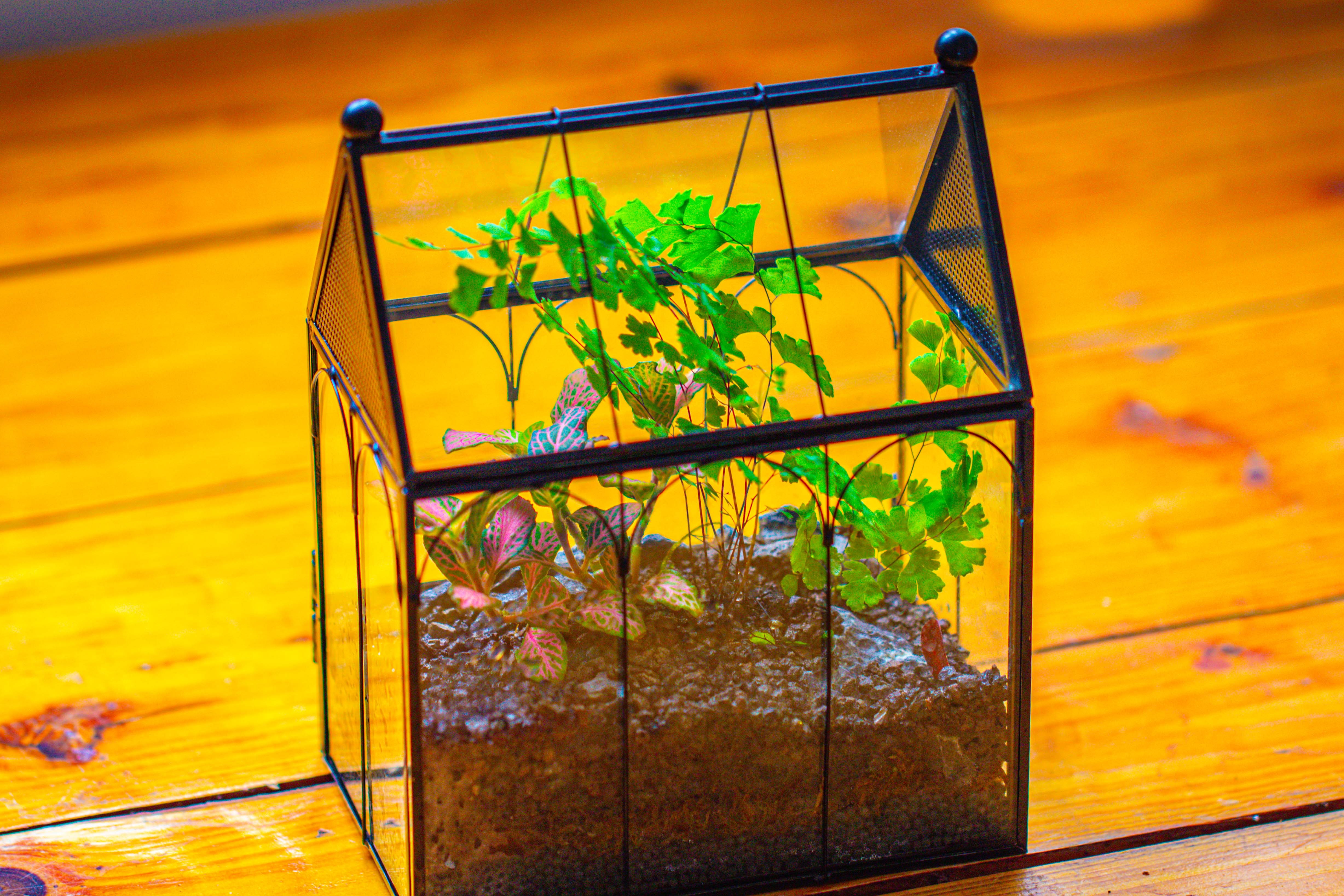 Vintage Mini House Shape Glass Geometric Terrarium for Jumping spider - NCYPgarden