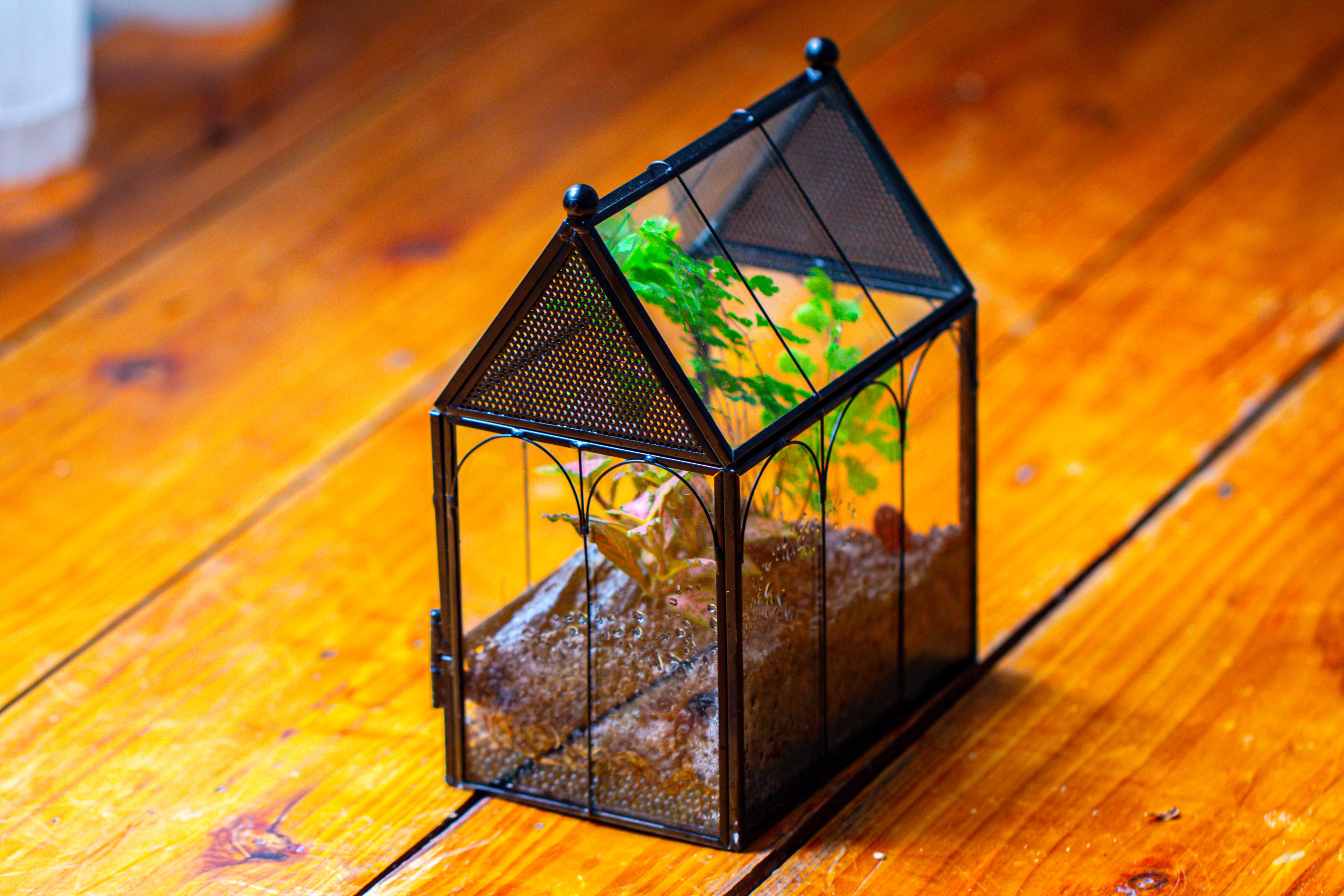 Vintage Mini House Shape Glass Geometric Terrarium for Jumping spider - NCYPgarden
