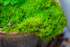29x30cm Live dry Hypnum plumaeforme Wils. Moss for open terrarium. moss ball - NCYPgarden