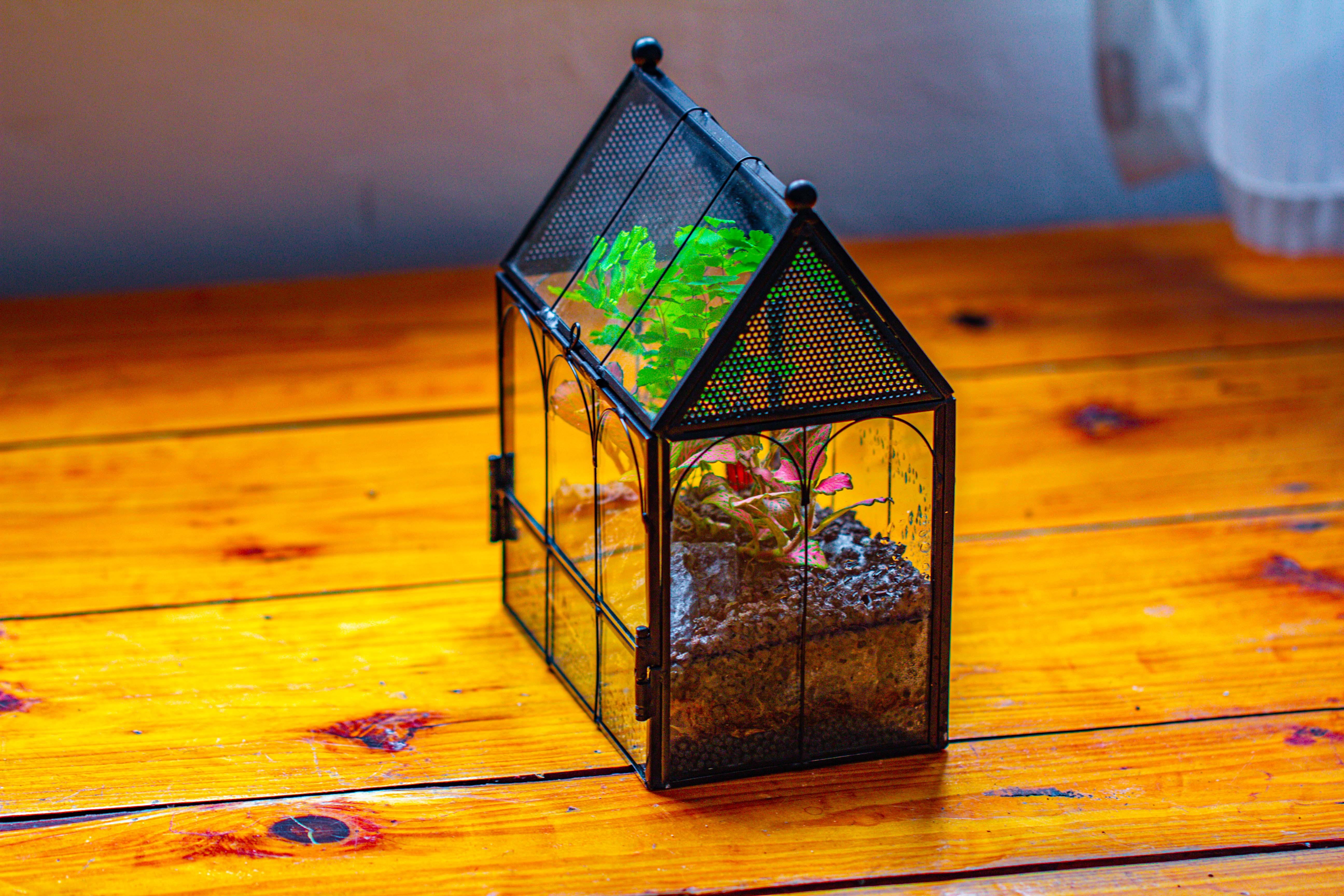 Vintage Mini House Shape Glass Geometric Terrarium for Jumping spider - NCYPgarden