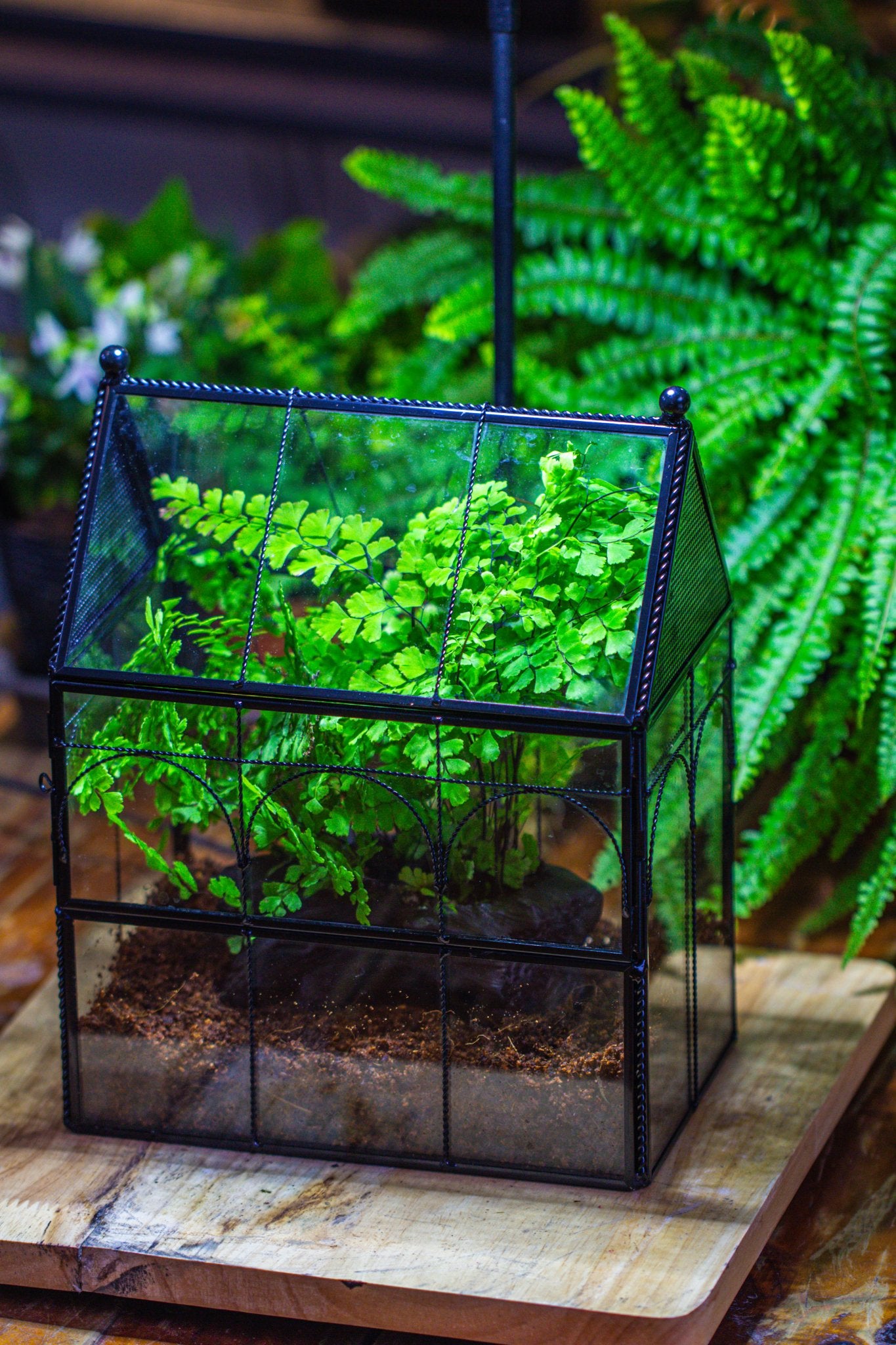 plant terrarium kit NCYP Twisted Wire Vintage House Shape Glass Geometric Terrarium Kit, D – NCYPgarden