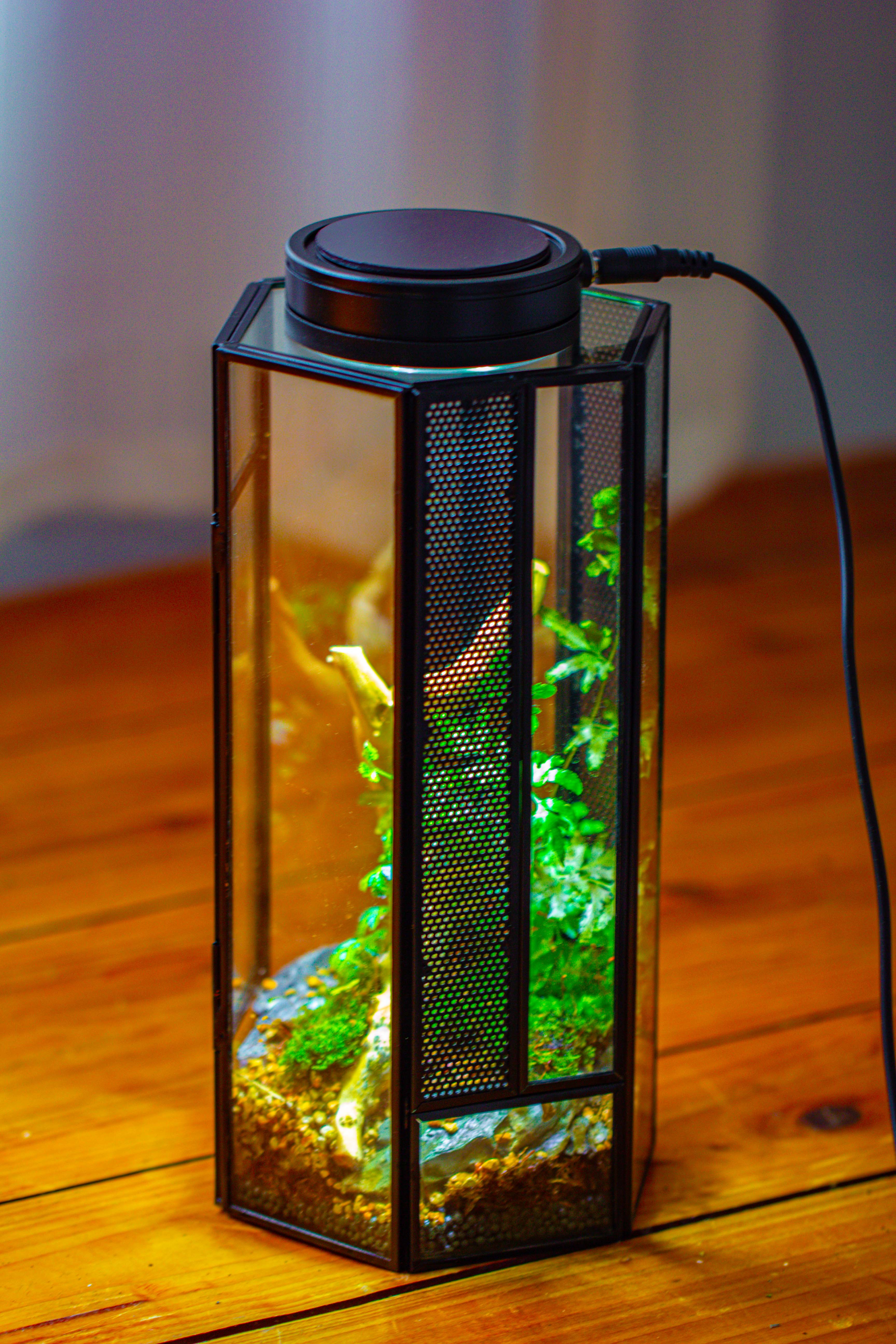 NCYP Tall Hexagon Mimi  Geometric Terrarium for Spiders and small Insects - NCYPgarden