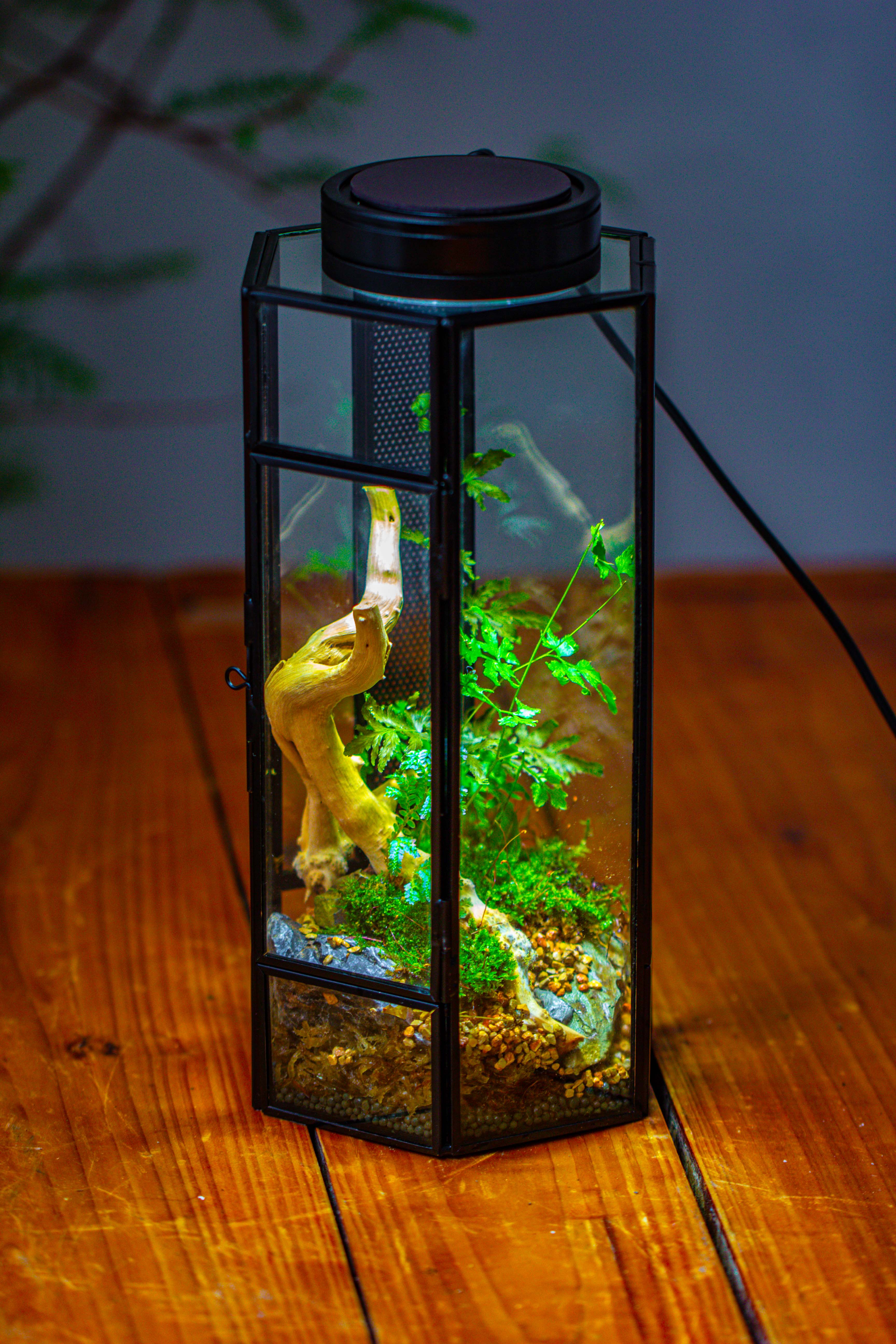 NCYP Tall Hexagon Mimi  Geometric Terrarium for Spiders and small Insects - NCYPgarden