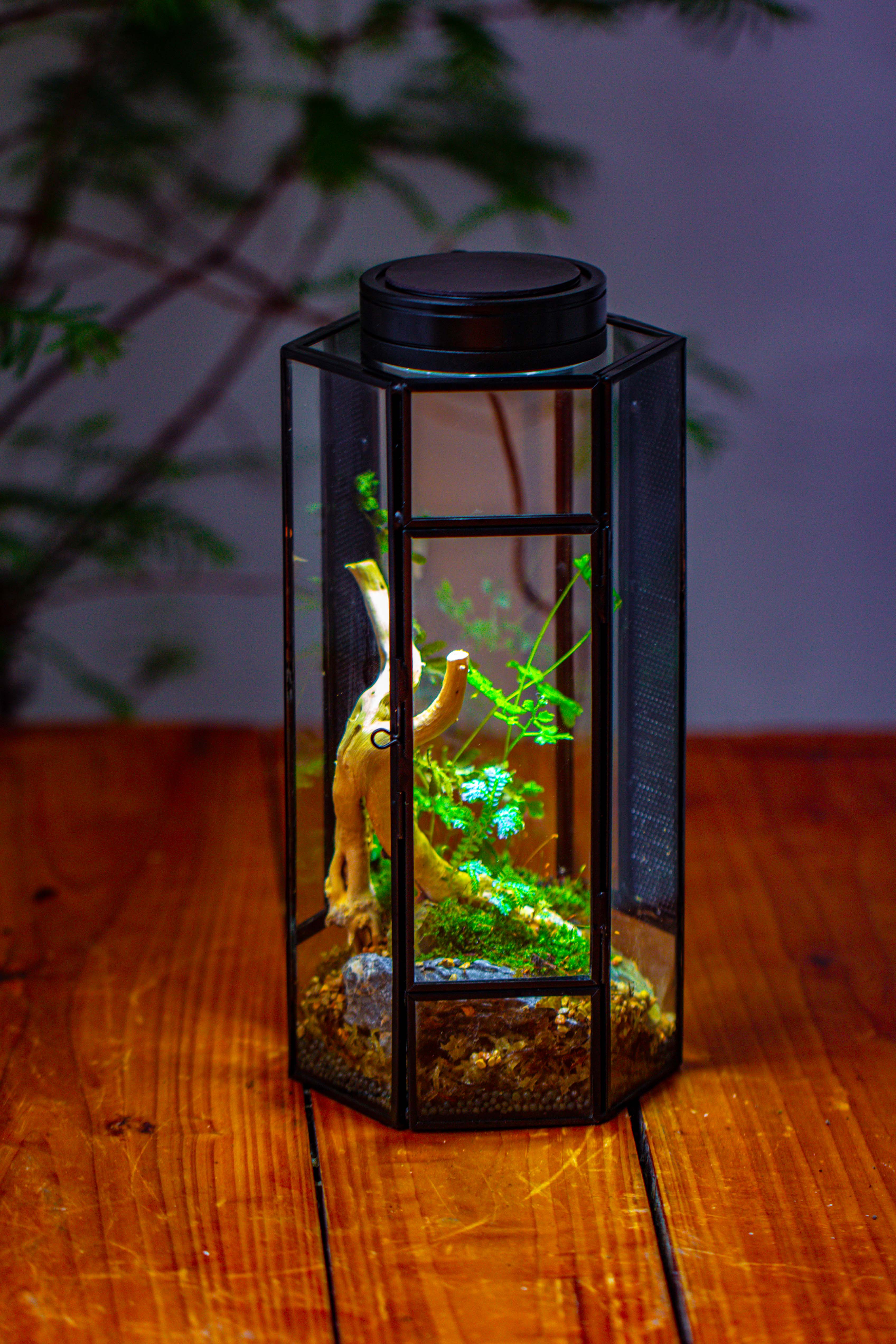 NCYP Tall Hexagon Mimi  Geometric Terrarium for Spiders and small Insects - NCYPgarden