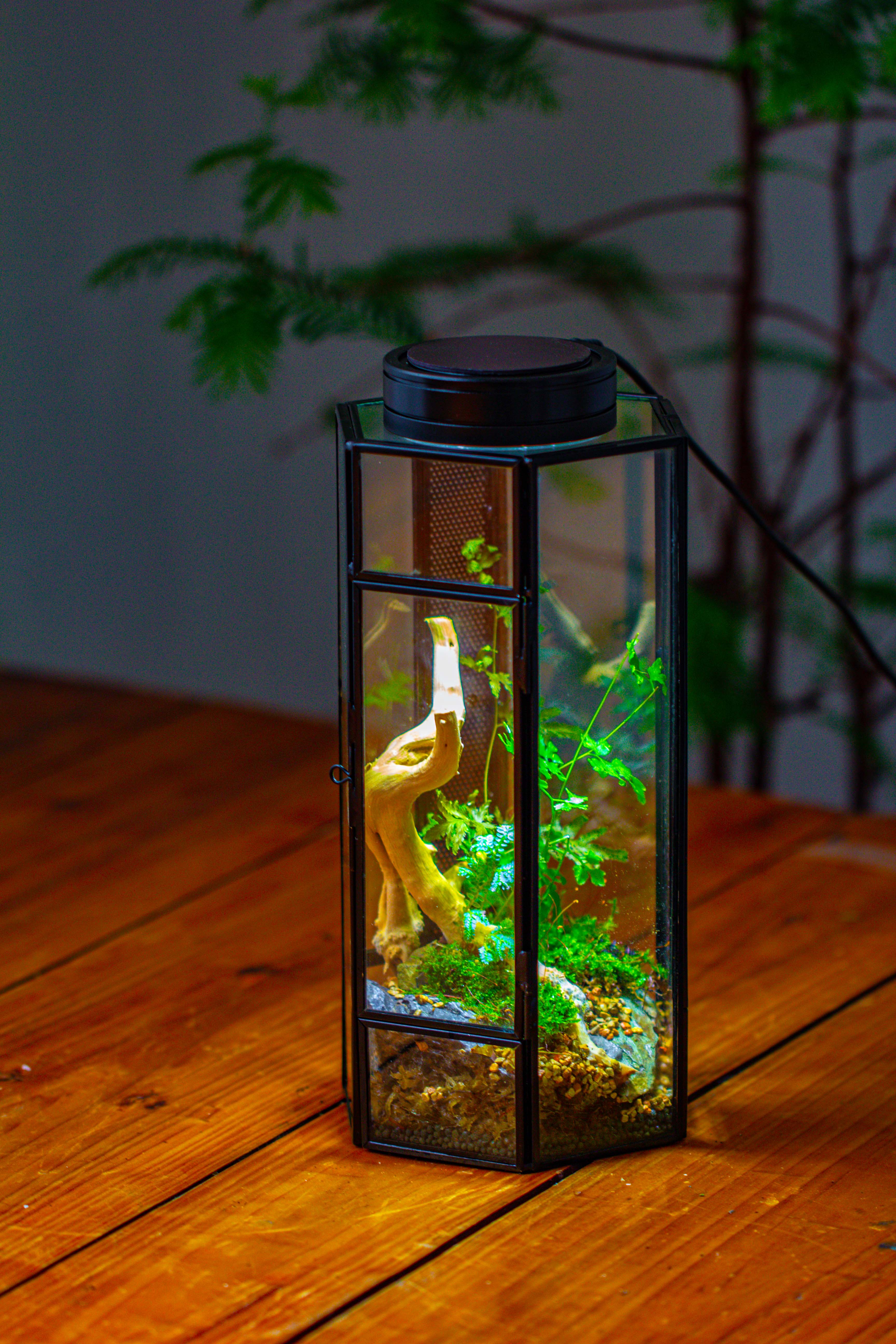 NCYP Tall Hexagon Mimi  Geometric Terrarium for Spiders and small Insects - NCYPgarden