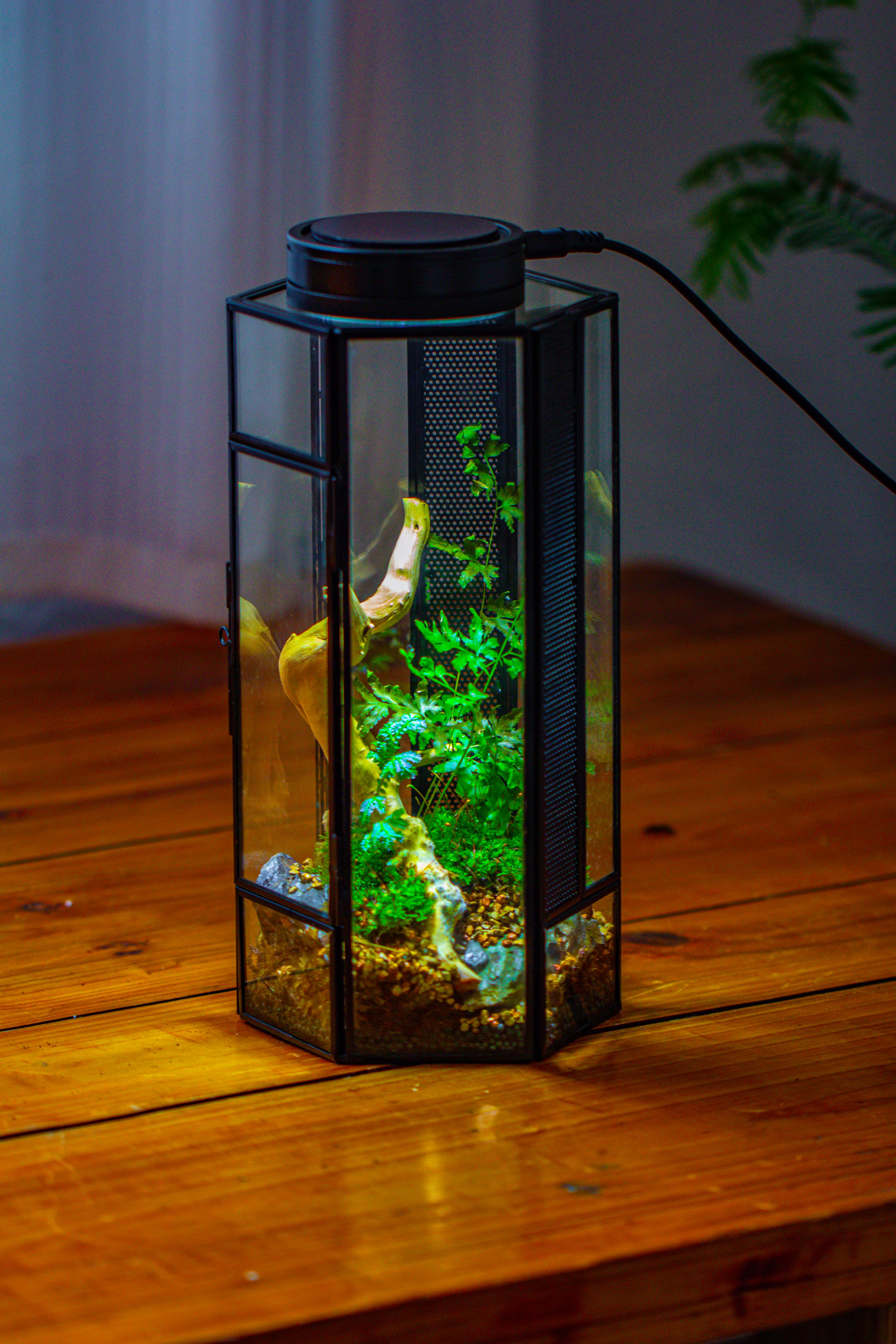 NCYP Tall Hexagon Mimi  Geometric Terrarium for Spiders and small Insects - NCYPgarden