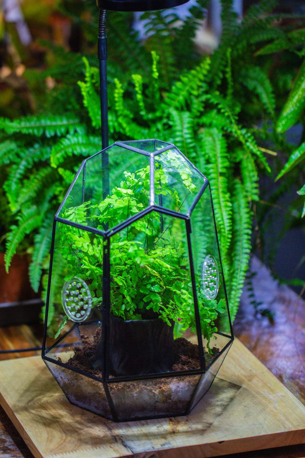 NCYP Close Geometric Glass Terrarium with Door, with vents, coconut coir, tree stump like black pot building set, for snails, spiders - NCYPgarden