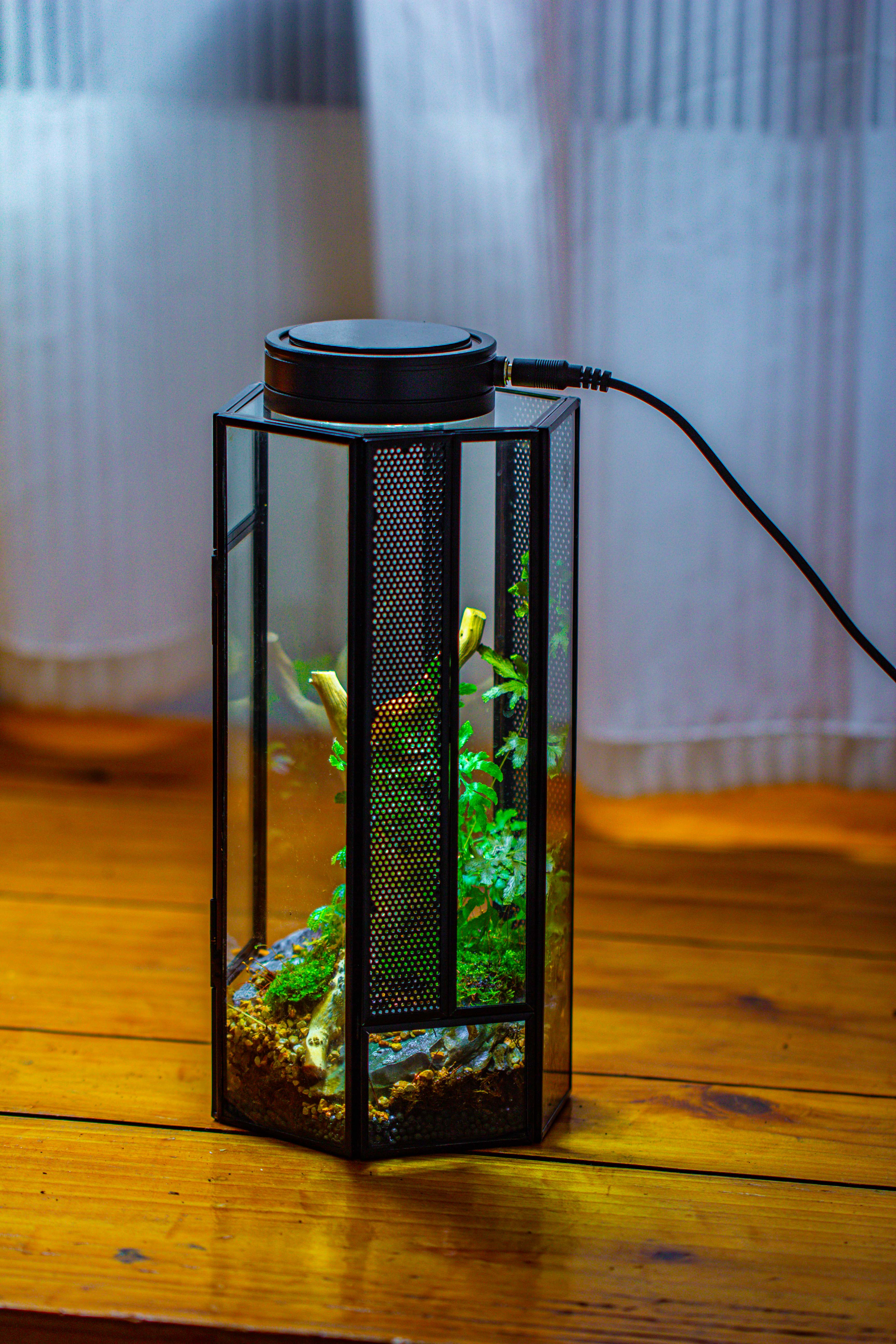 NCYP Tall Hexagon Mimi  Geometric Terrarium for Spiders and small Insects - NCYPgarden