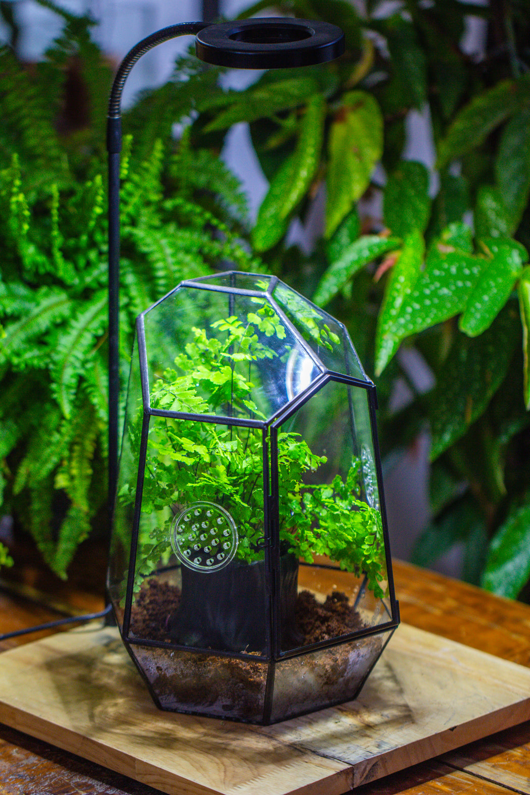 NCYP Close Geometric Glass Terrarium with Door, with vents, coconut coir, tree stump like black pot building set, for snails, spiders - NCYPgarden