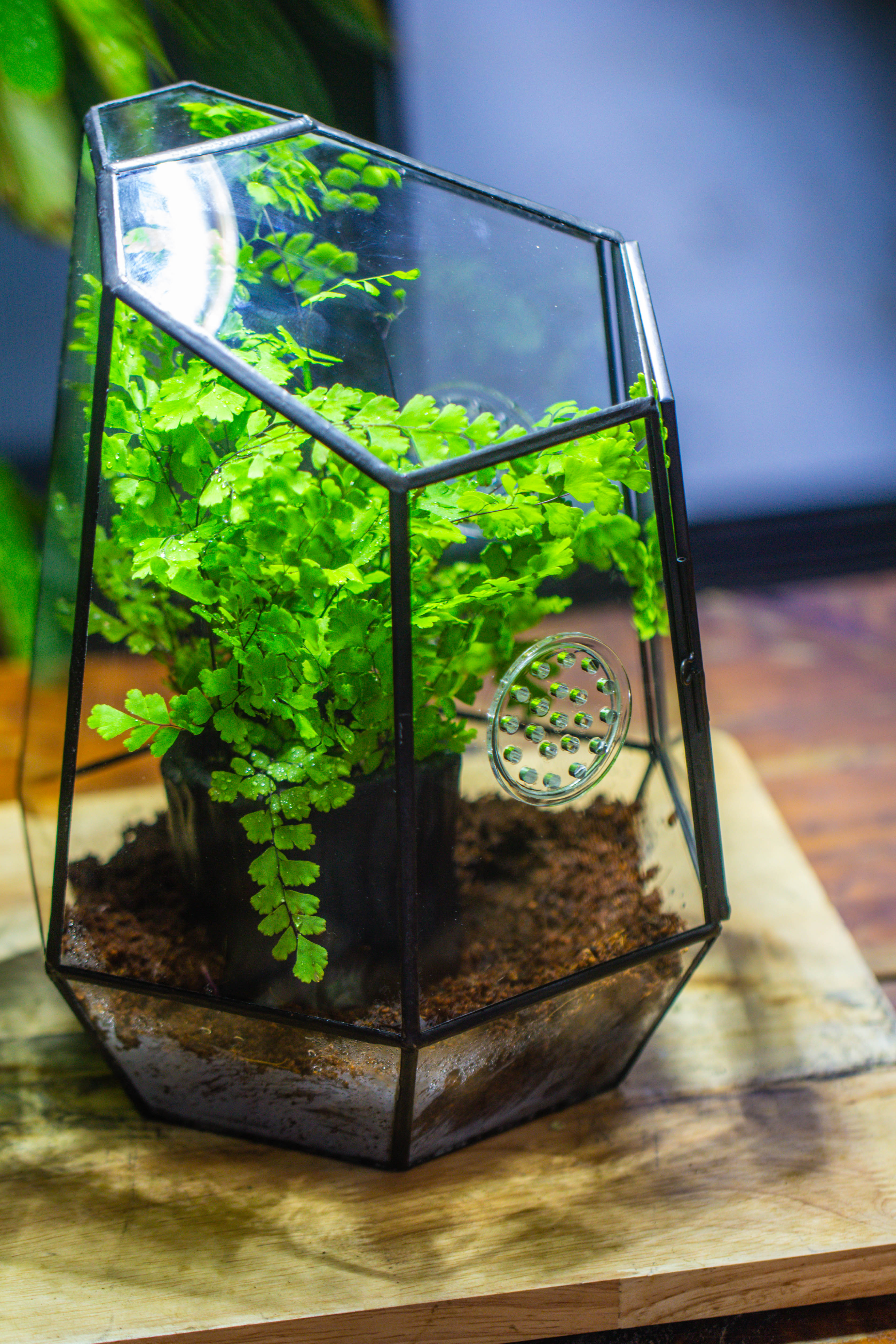 NCYP Close Geometric Glass Terrarium with Door, with vents, coconut coir, tree stump like black pot building set, for snails, spiders - NCYPgarden