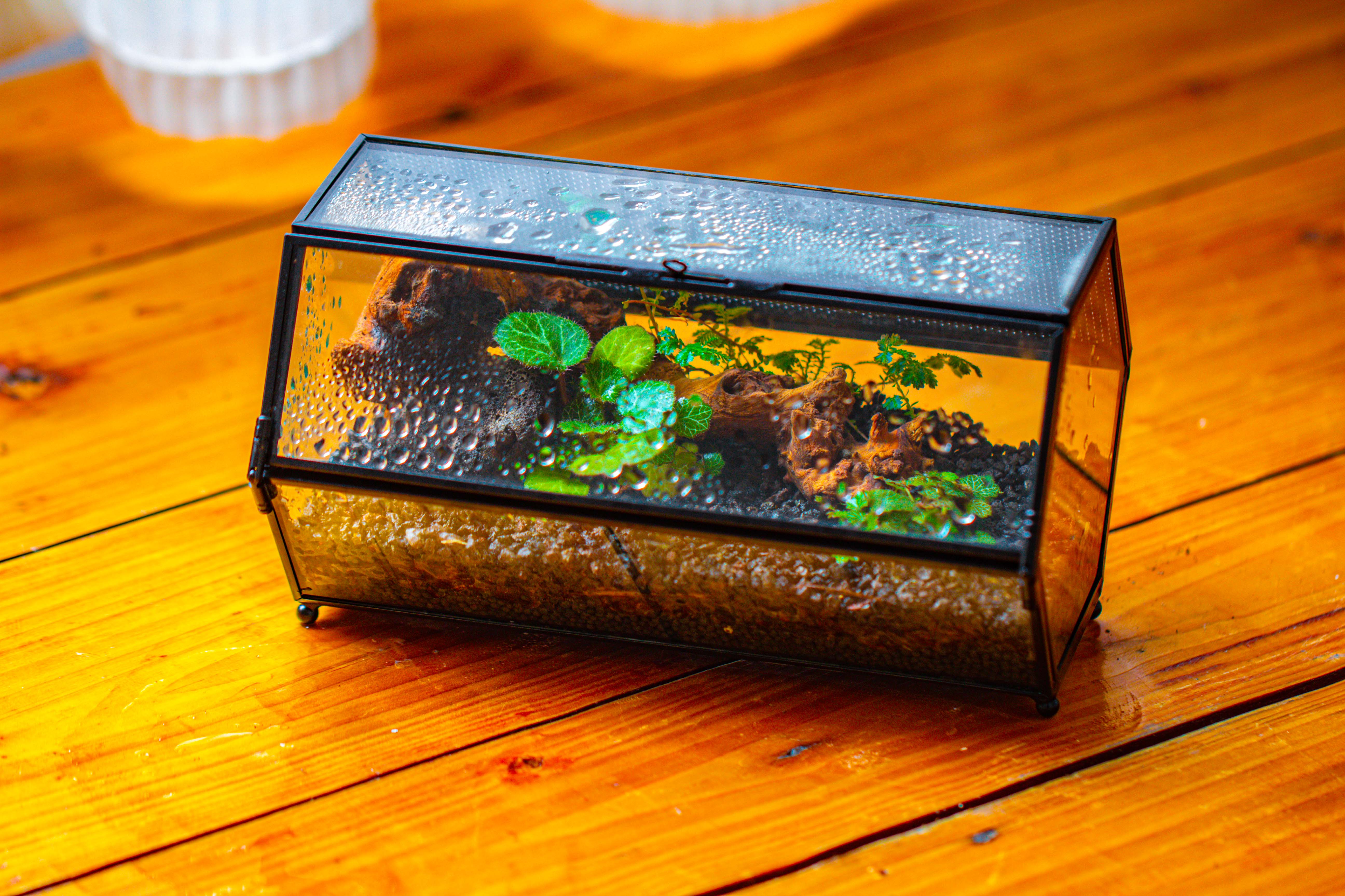 NCYP Long Hexagon Mimi  Geometric Terrarium for Spiders and small Insects - NCYPgarden