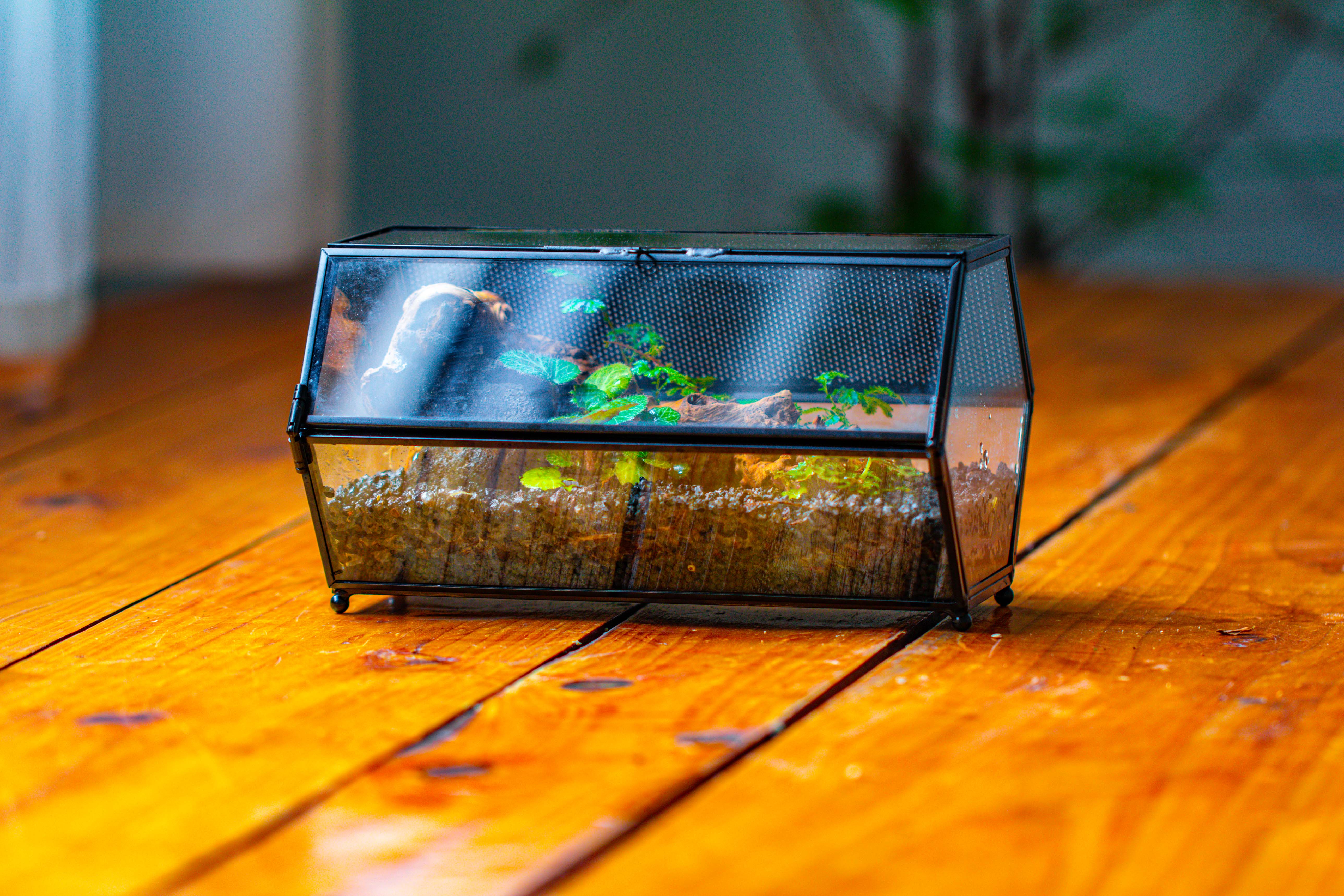 NCYP Long Hexagon Mimi  Geometric Terrarium for Spiders and small Insects - NCYPgarden